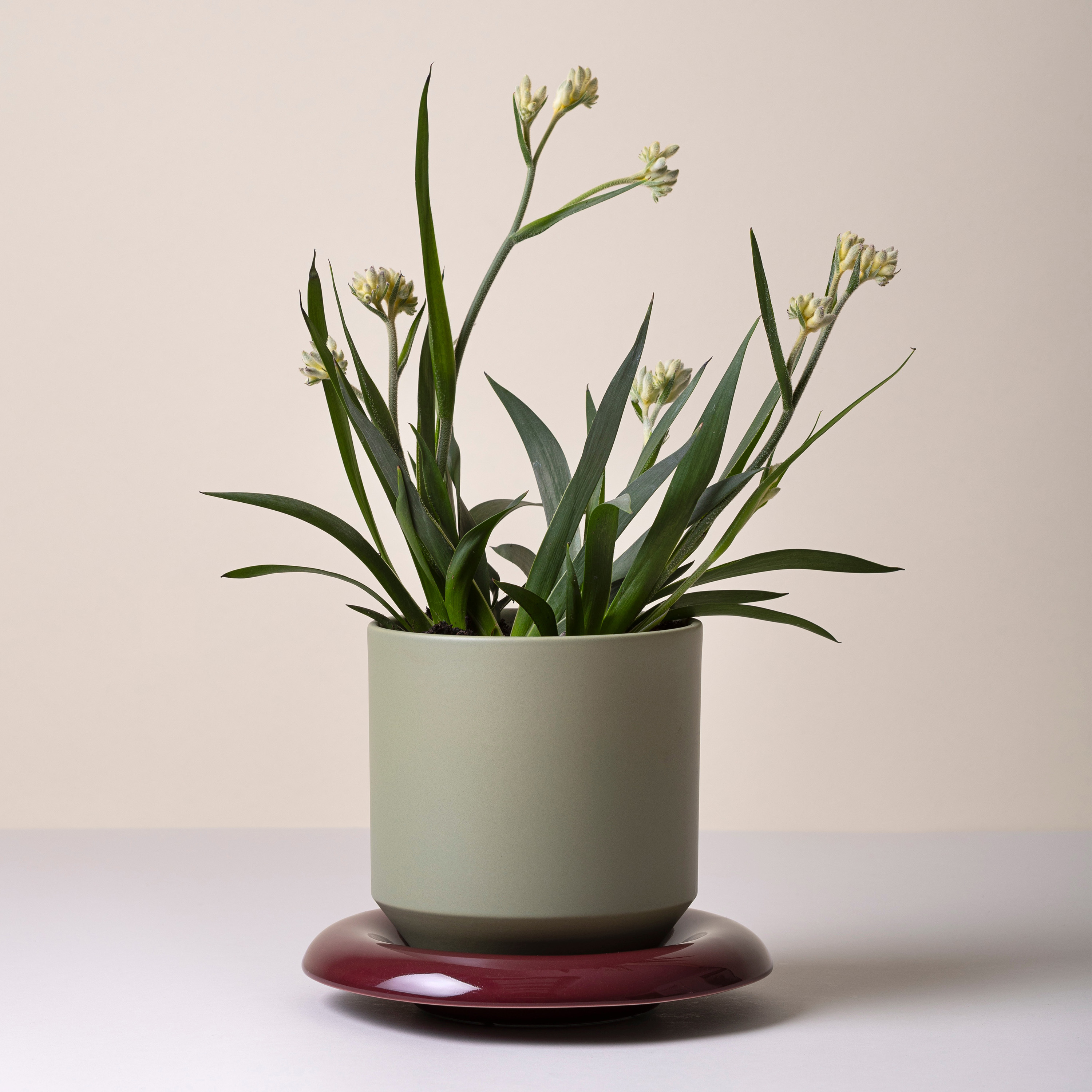 Bergs Potter Lily Topf glasiert Sage Green Ø18