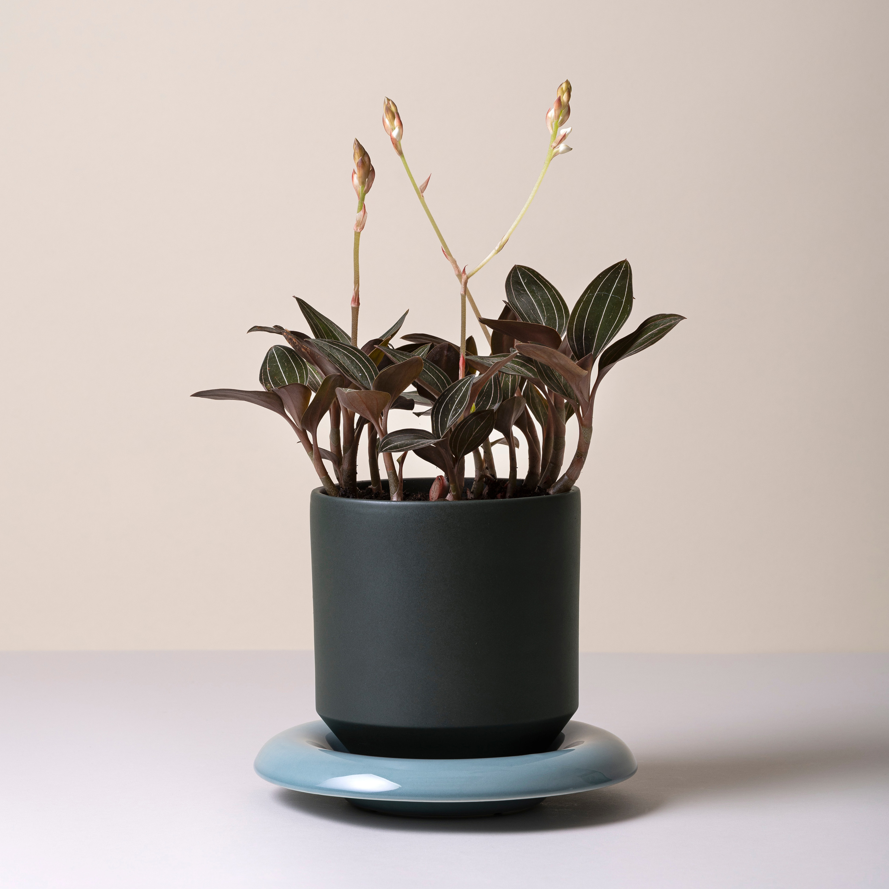 Bergs Potter Lily Topf glasiert Forest Night Ø21