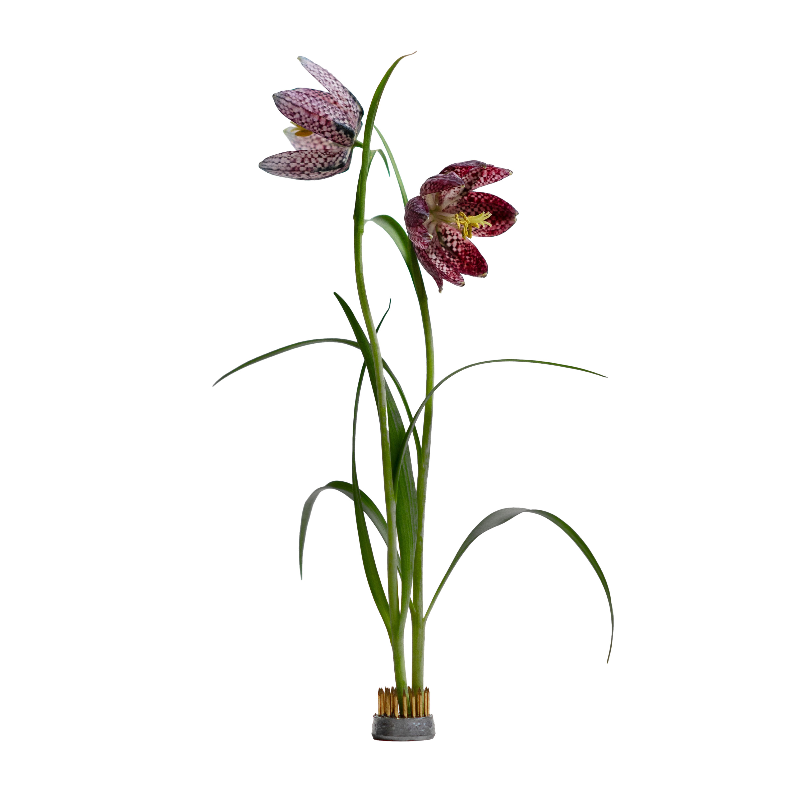 Kenzan Hanataba Grey 23mm