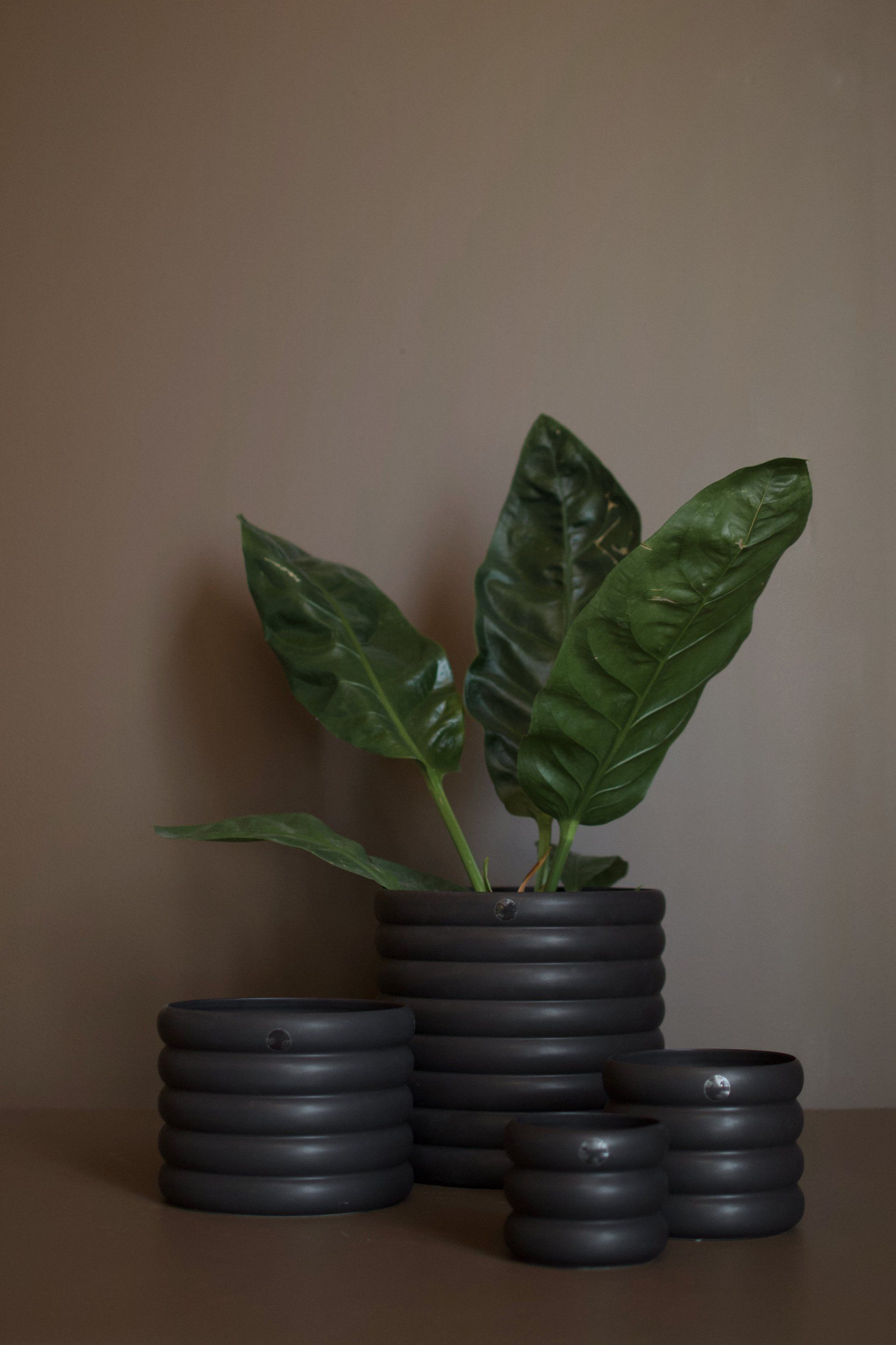 DBKD Mud Kruka Svart Medium