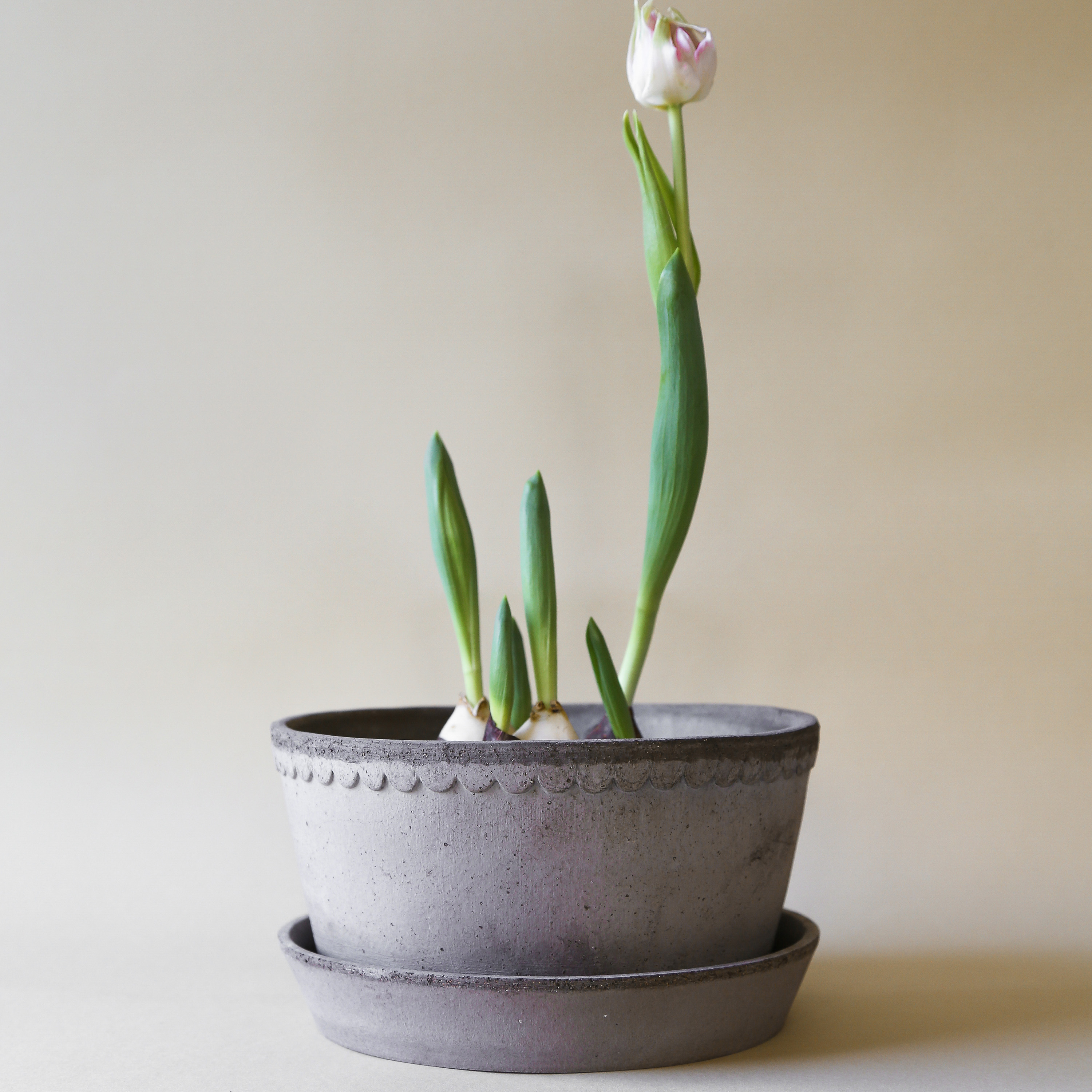 Bergs Potter Helena Low Topf mit Untersetzer Raw Grey Terrakotta Ø21