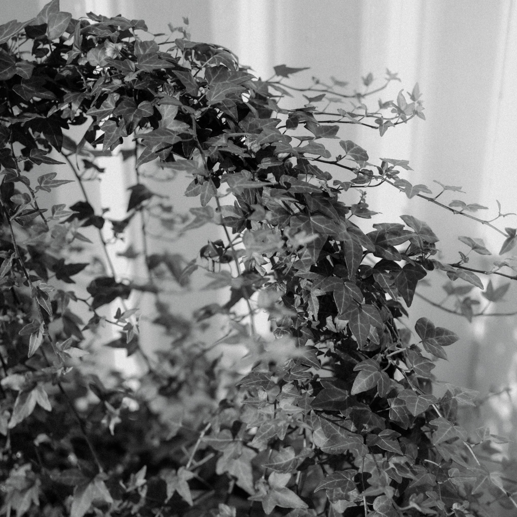 DBKD Garden Stick Circle 2er Pack