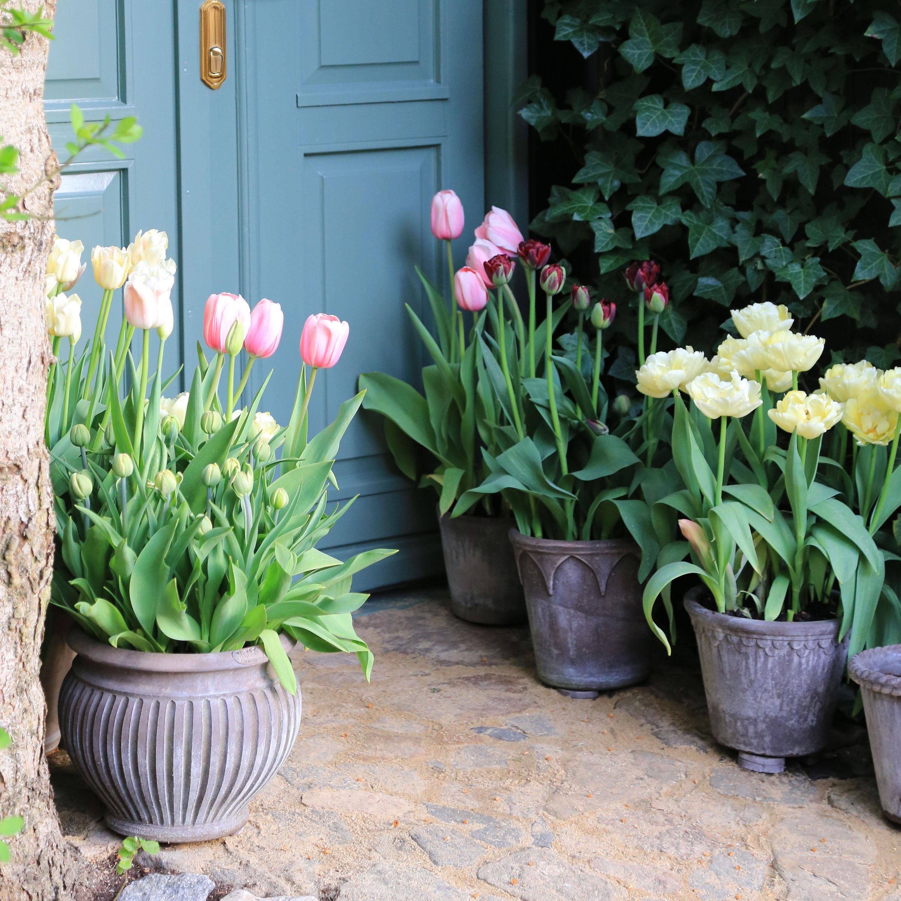 Bergs Potter Piccolina Ruukku Raaka Harmaa Terrakotta Ø35