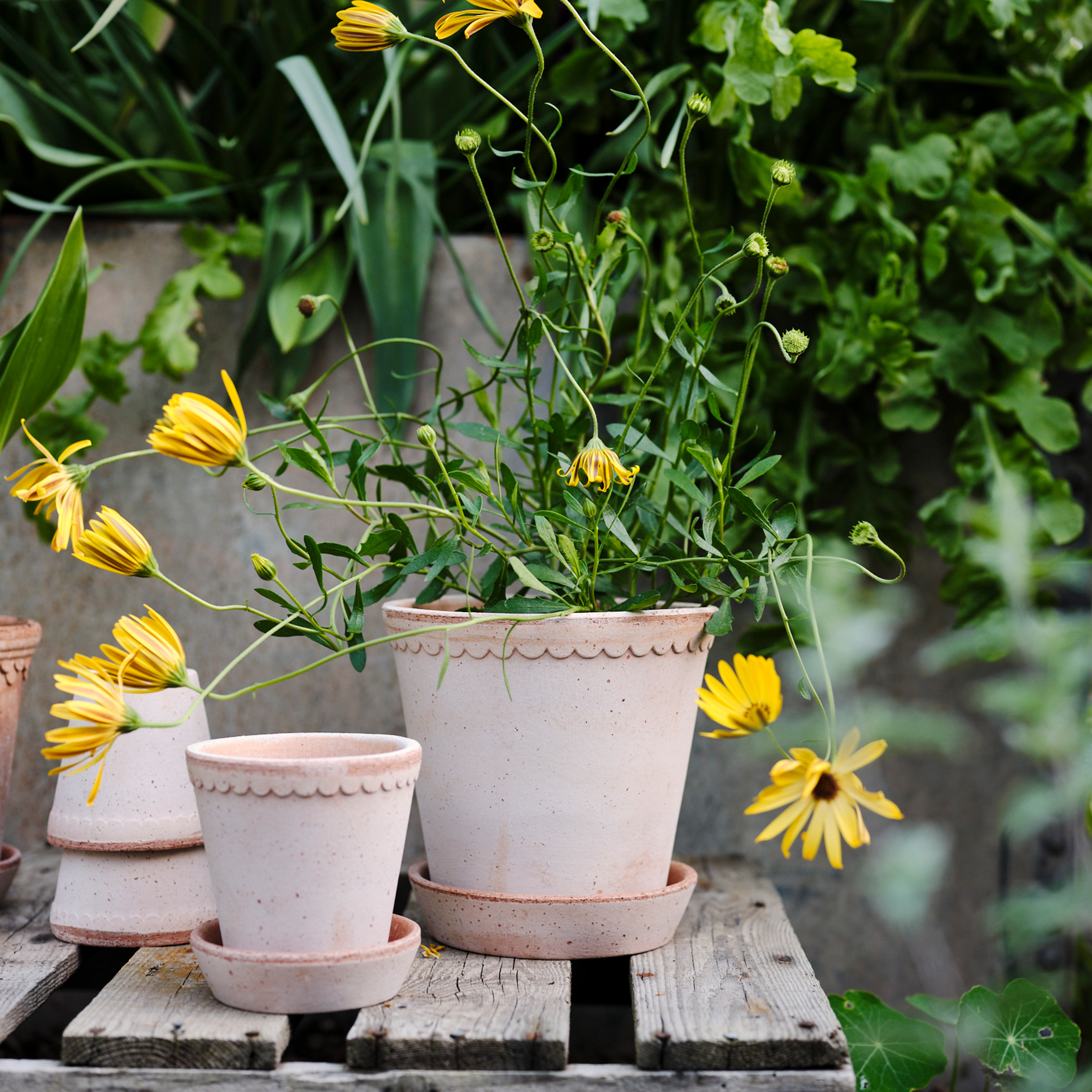 Bergs Potter Københavner Topf mit Untersetzer Raw Rosa Terrakotta Ø21