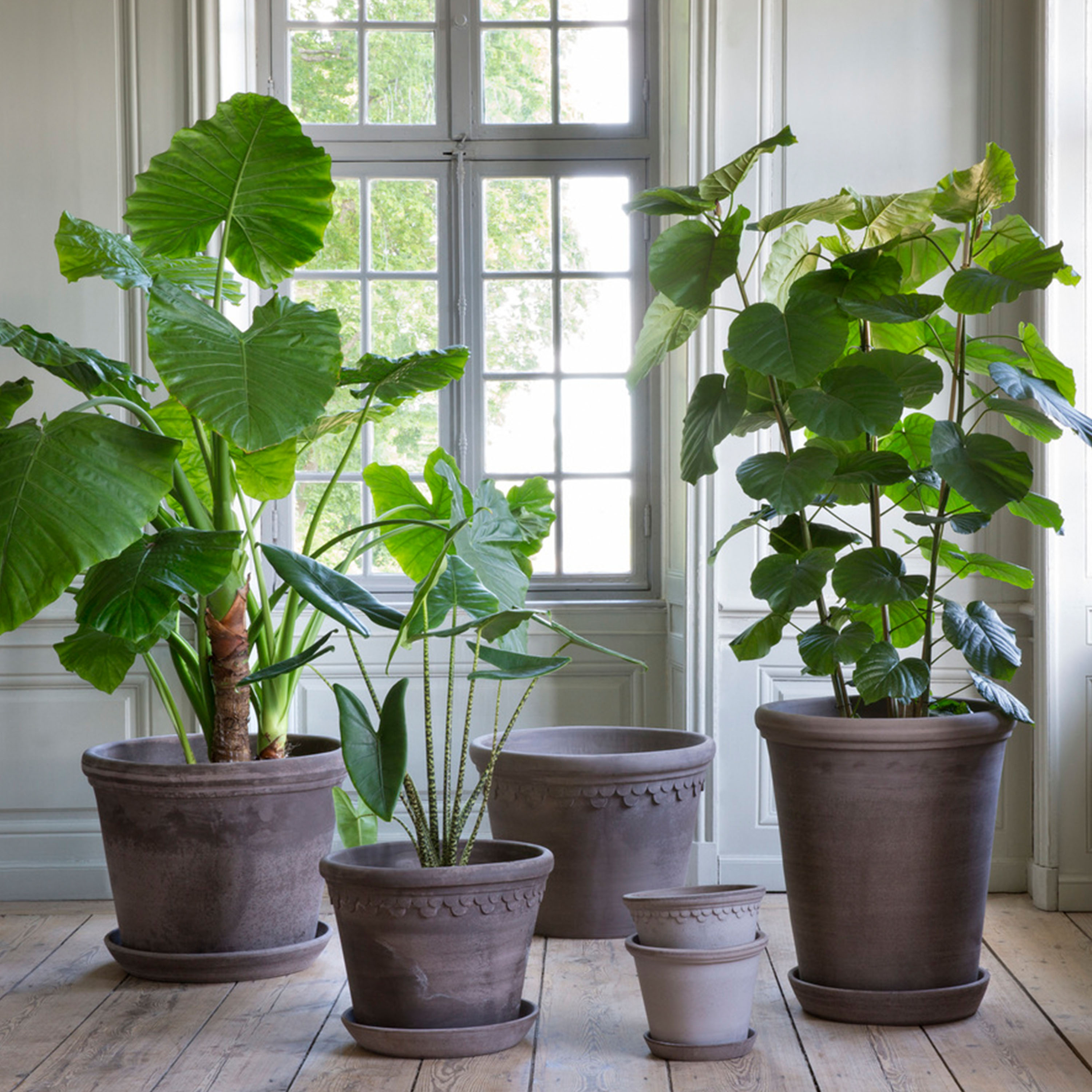 Bergs Potter Københavner Topf Raw Grau Terrakotta Ø50