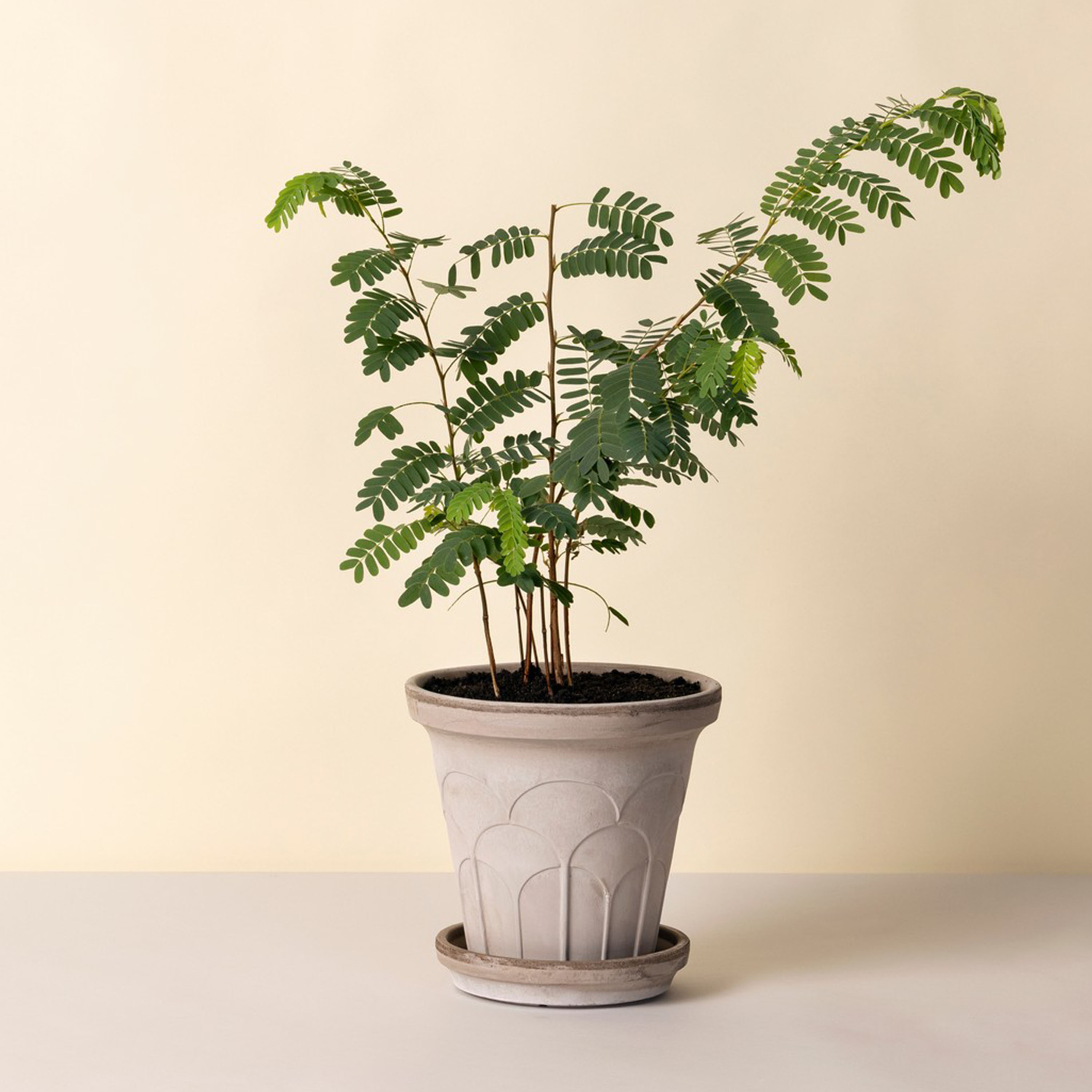 Bergs Potter Fleur Ruukku aluslautasella Raw Grey Ø24