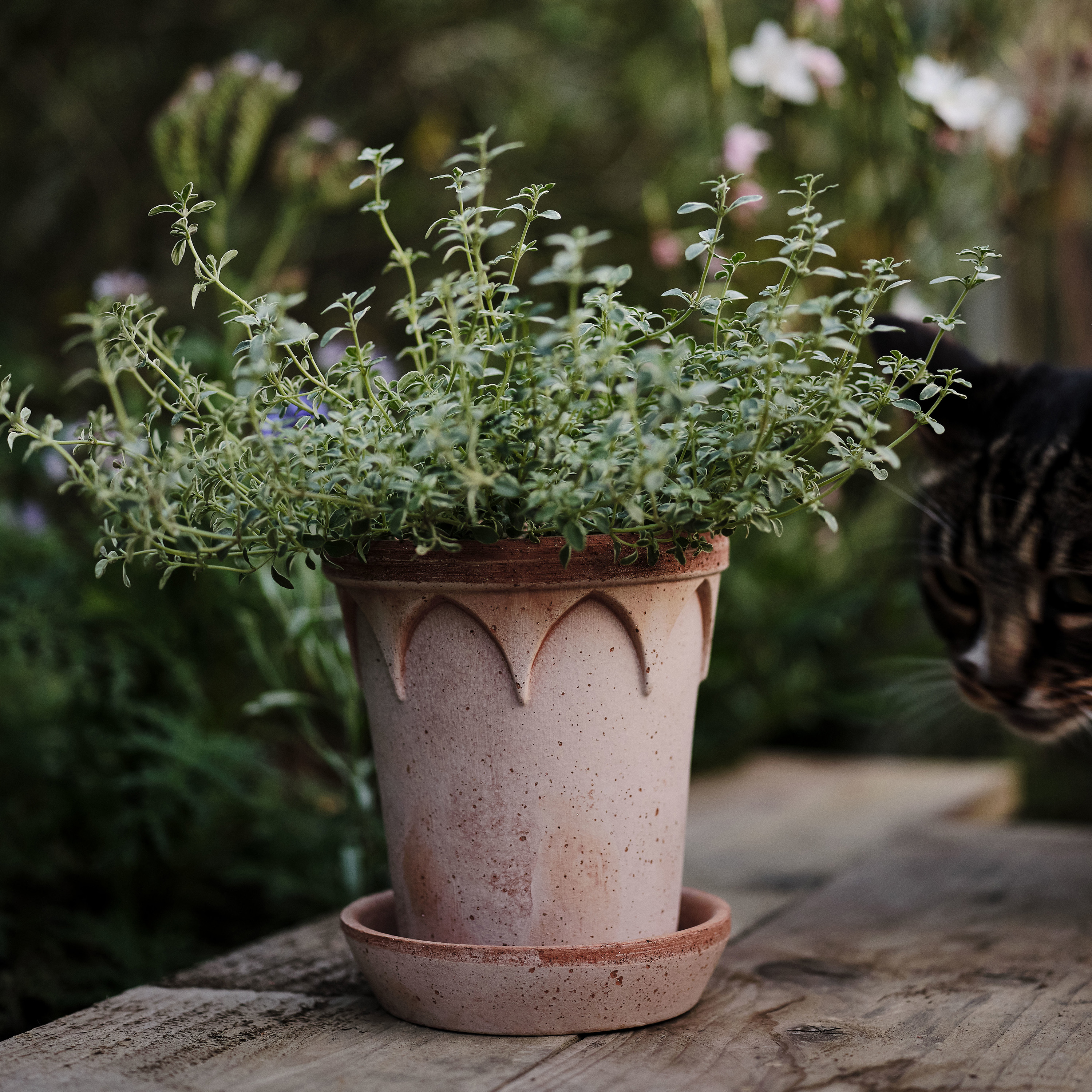 Bergs Potter Elizabeth Topf mit Untersetzer Raw Rosa Terrakotta Ø18