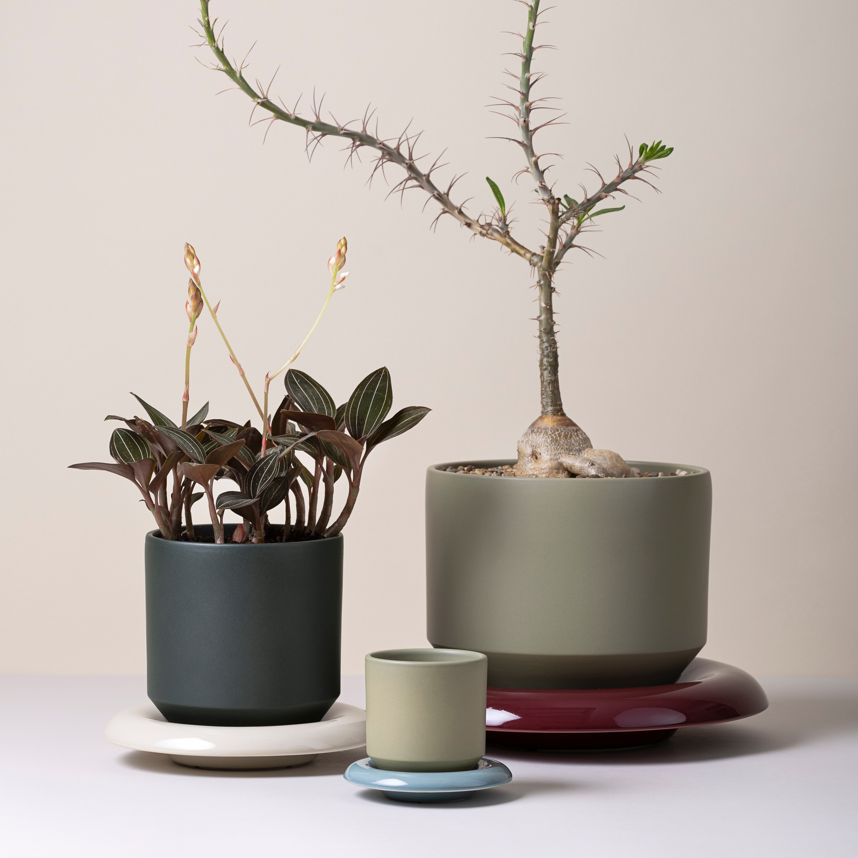 Bergs Potter Lily Topf glasiert Sage Green Ø25