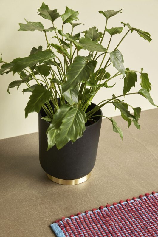 Hübsch Among Potte Svart