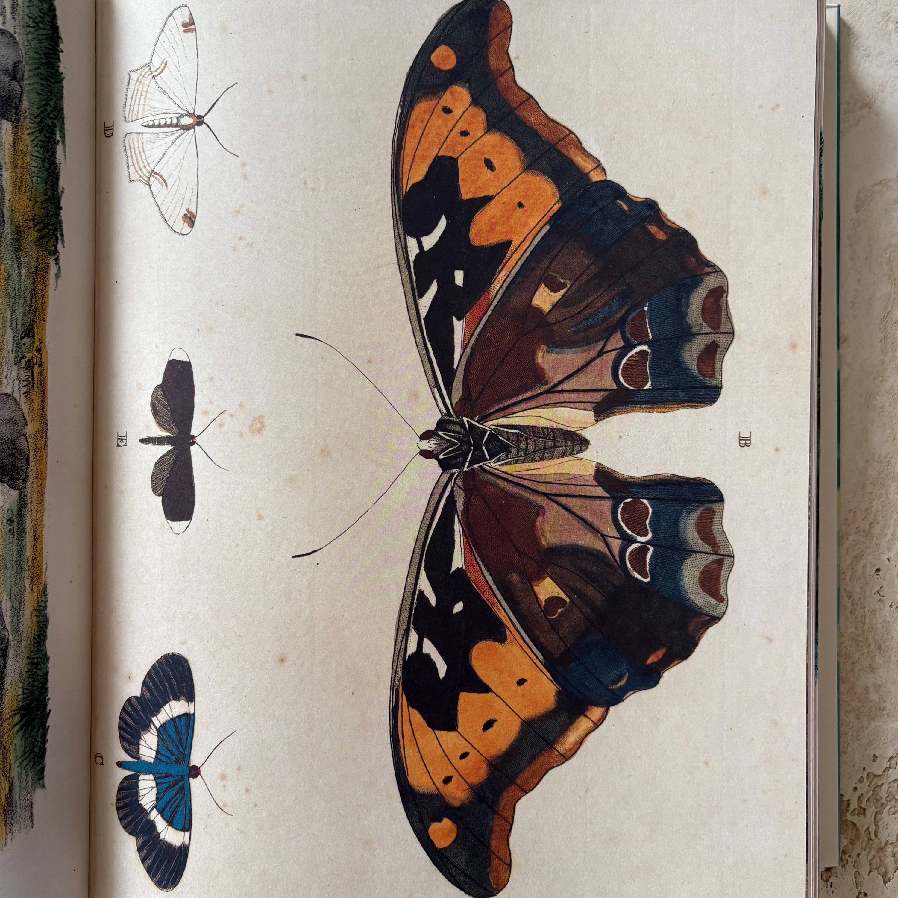 New Mags John Derian Picture Book Bok