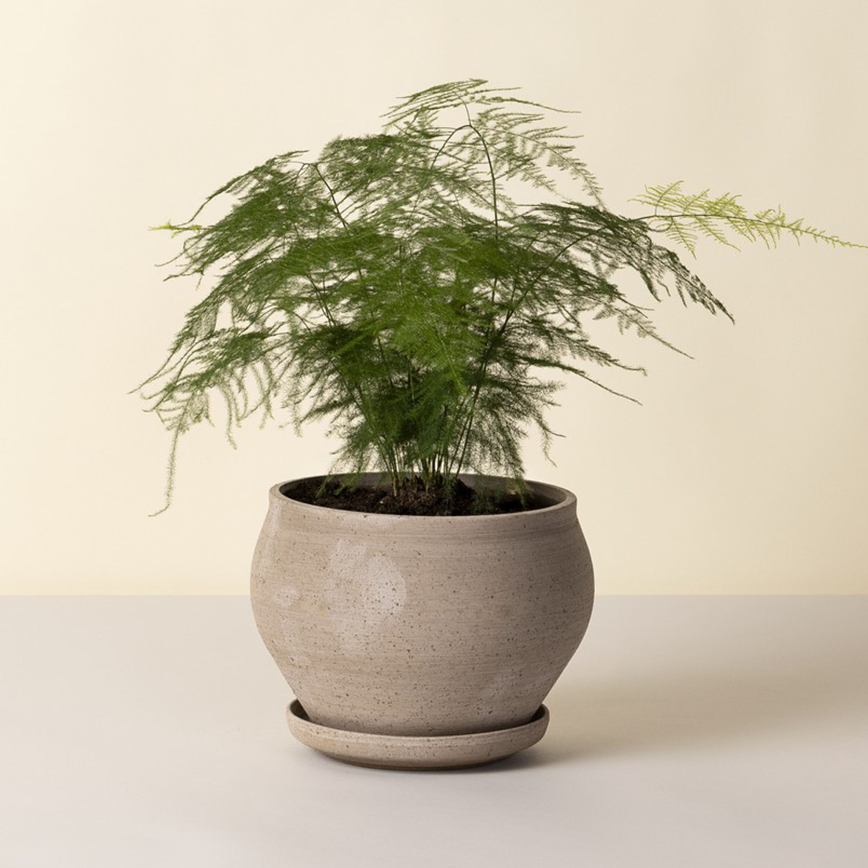 Bergs Potter Delphi Ruukku aluslautasella Raw Grey Low Ø24