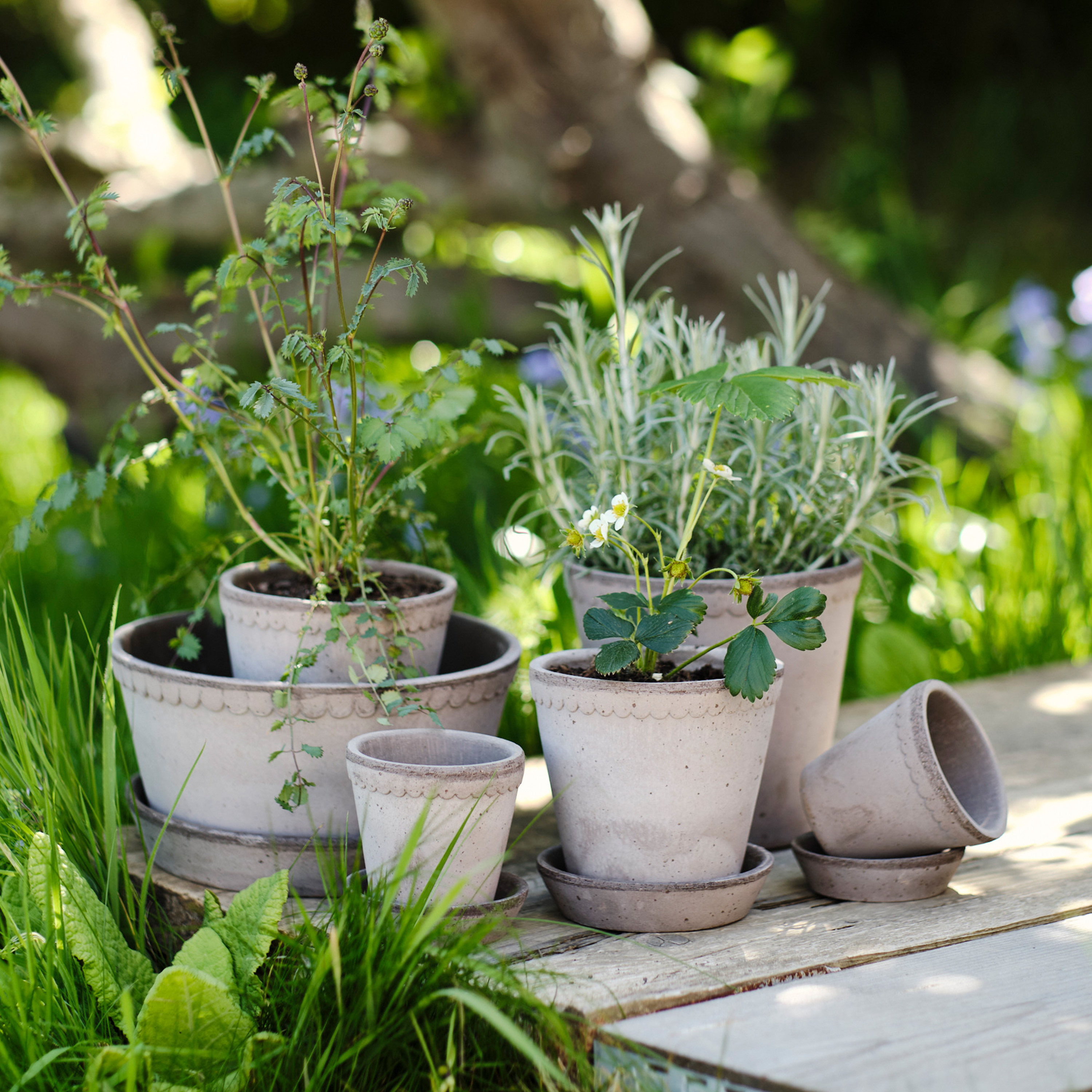 Bergs Potter Helena Topf mit Untersetzer Raw Grey Terrakotta Ø21