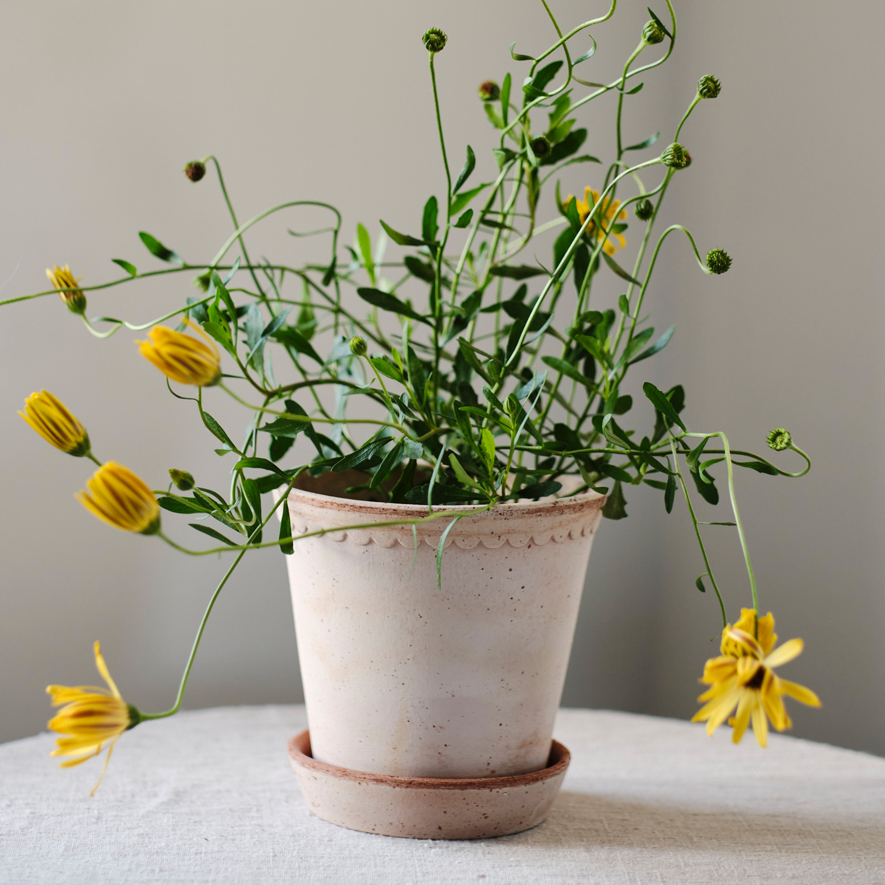 Bergs Potter Helena Topf mit Untersetzer Raw Rosa Terrakotta Ø30