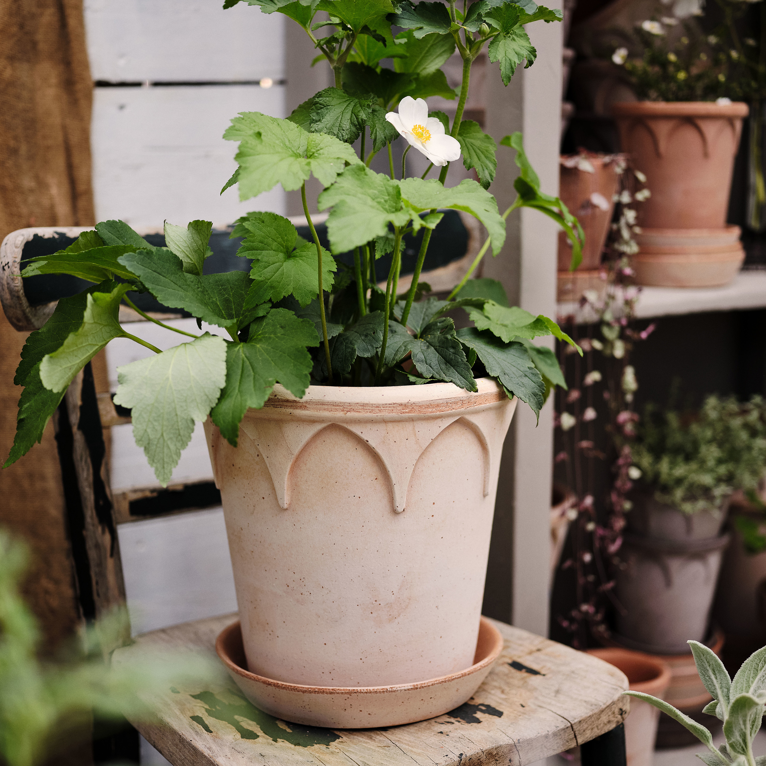 Bergs Potter Elizabeth Topf mit Untersetzer Raw Rosa Terrakotta Ø18
