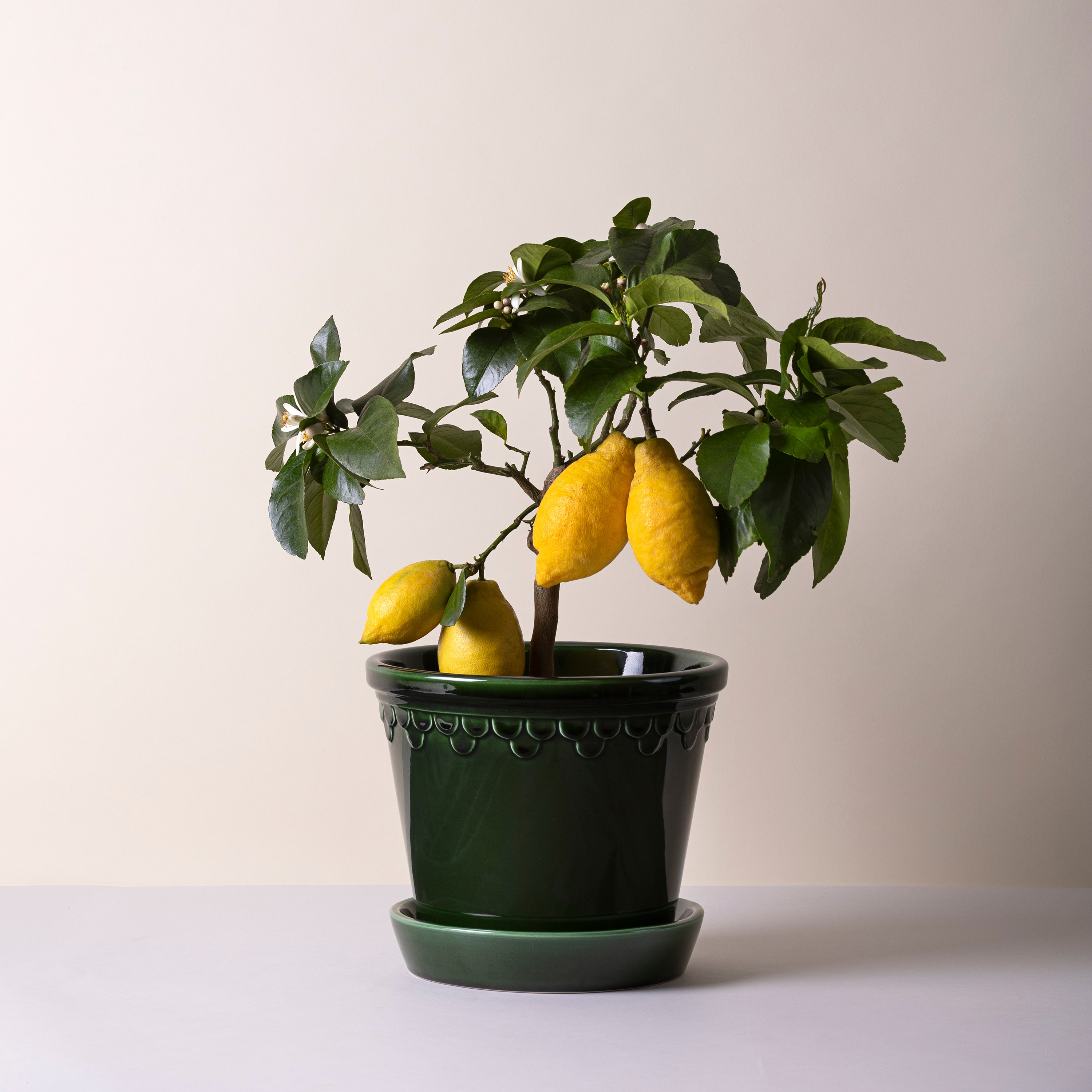 Bergs Potter Københavner Kruka med fat Glazed Emerald Green Ø25