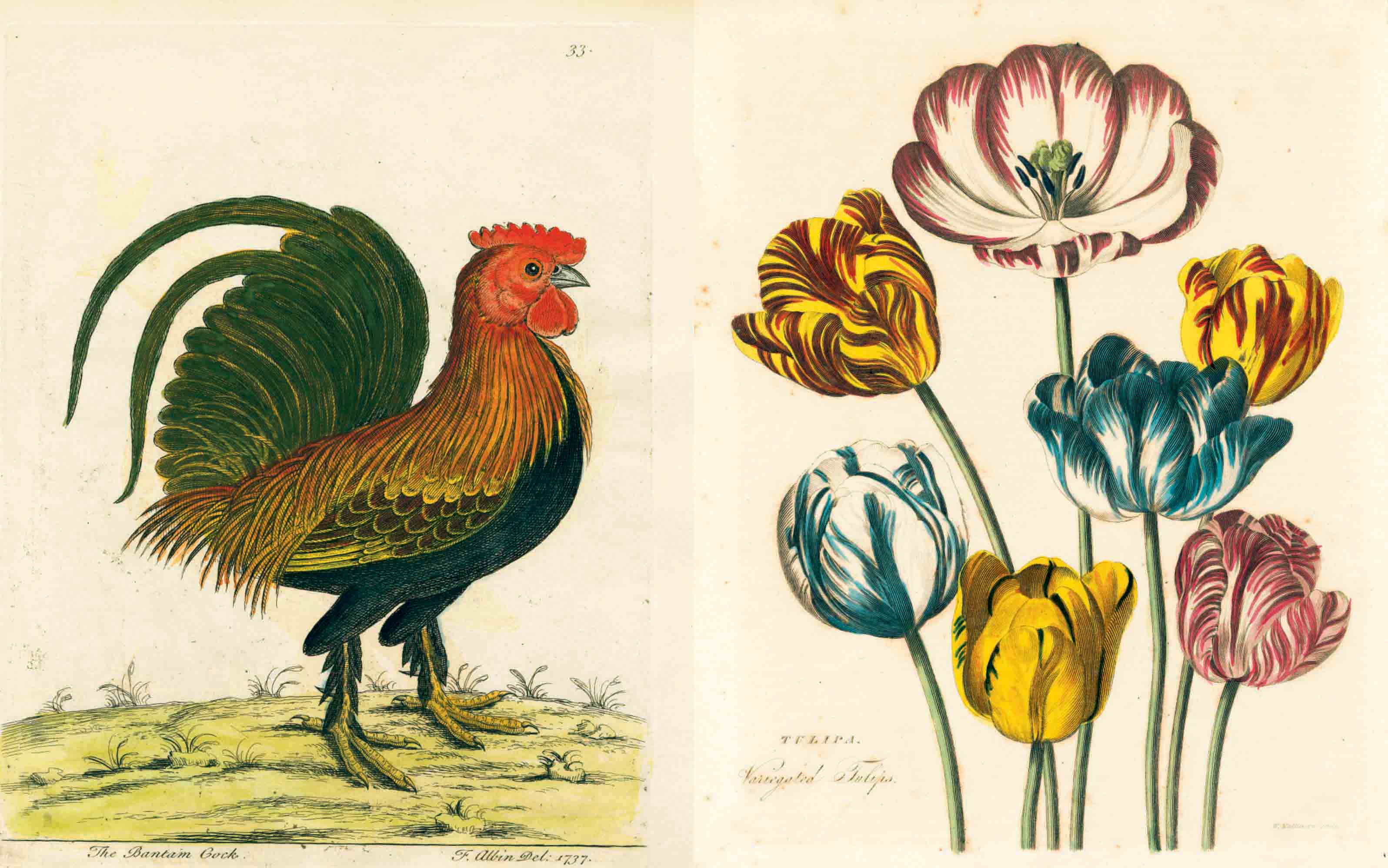 New Mags John Derian Picture Book Bok