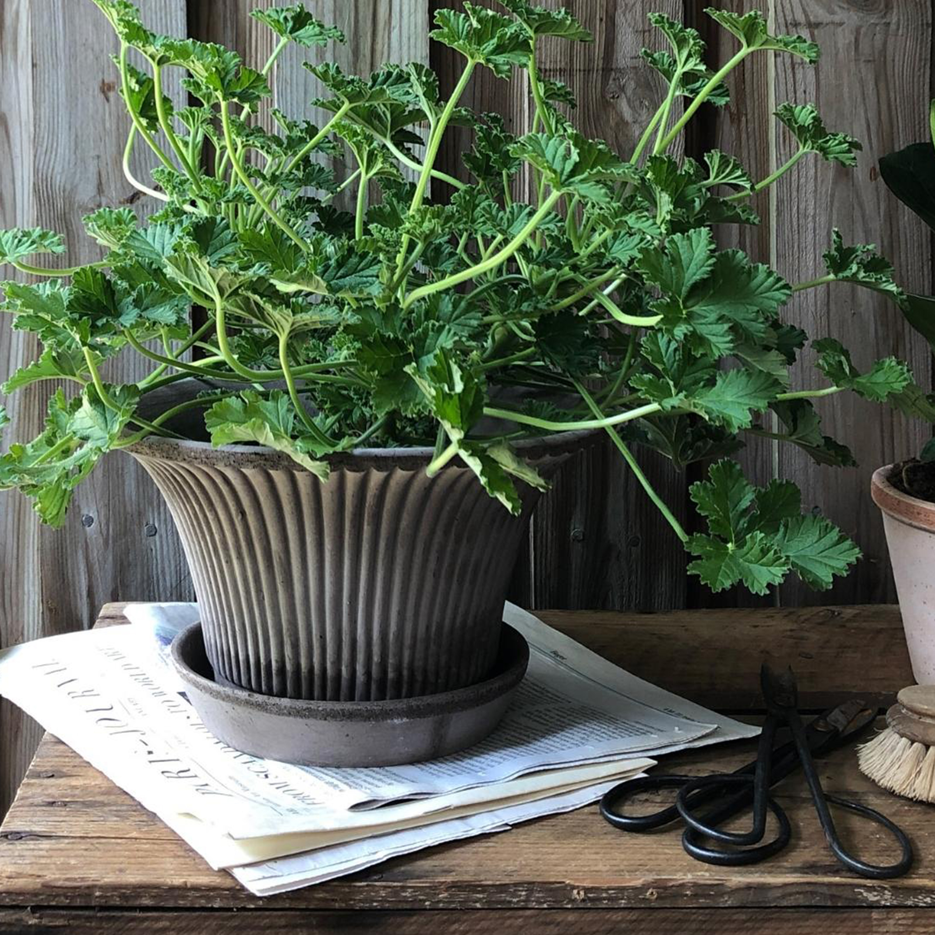 Bergs Potter Daisy Topf mit Untersetzer Raw Grey Terrakotta Ø30