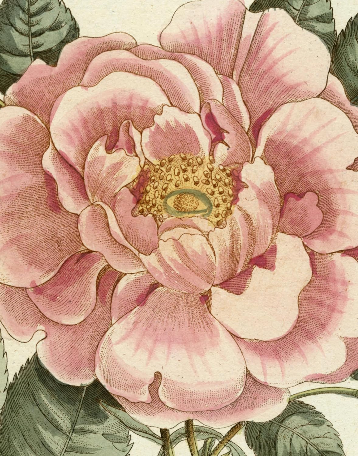 New Mags - John Derian Picture Book II Bok - Rosa