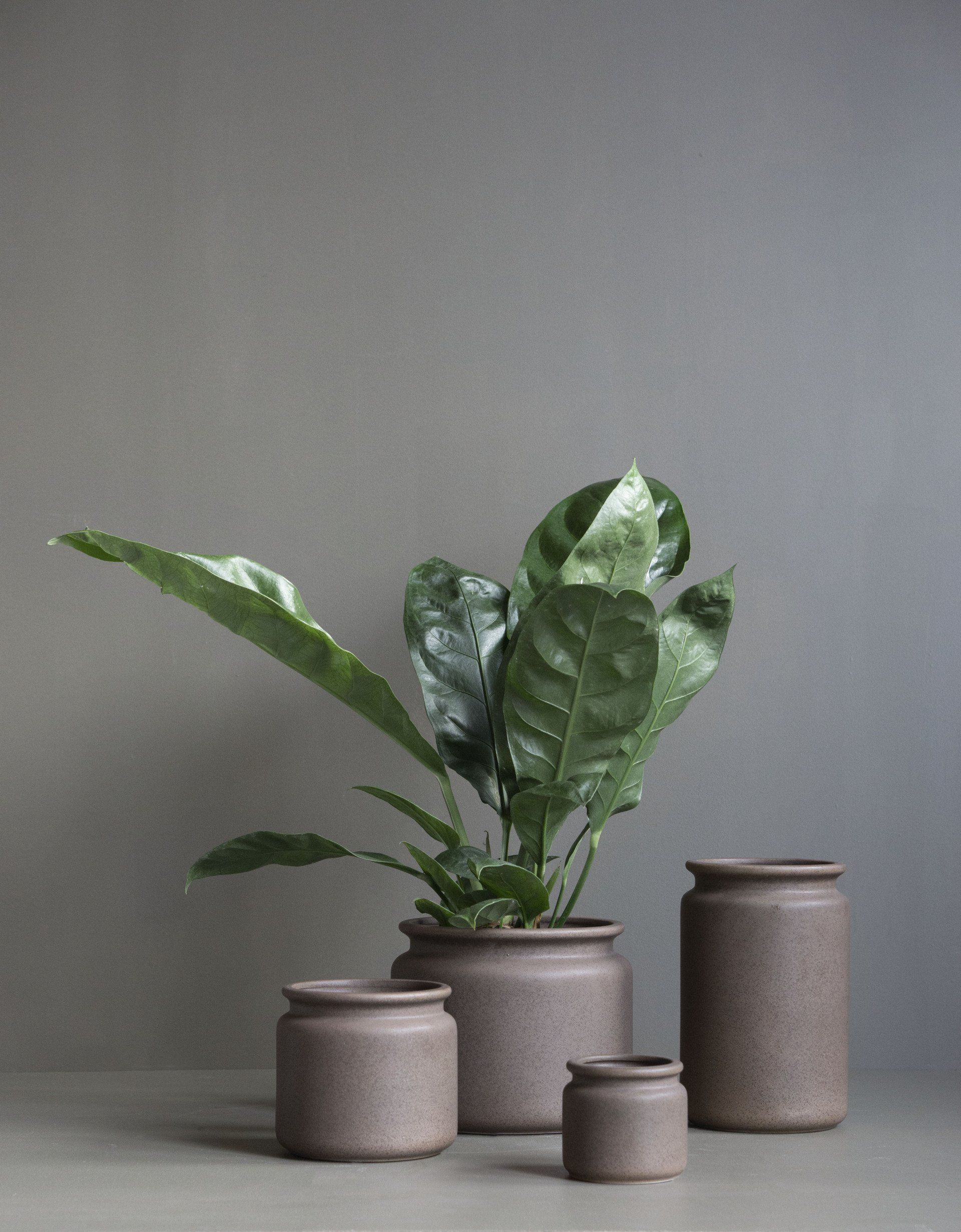 DBKD Pure Potte Brun Stor