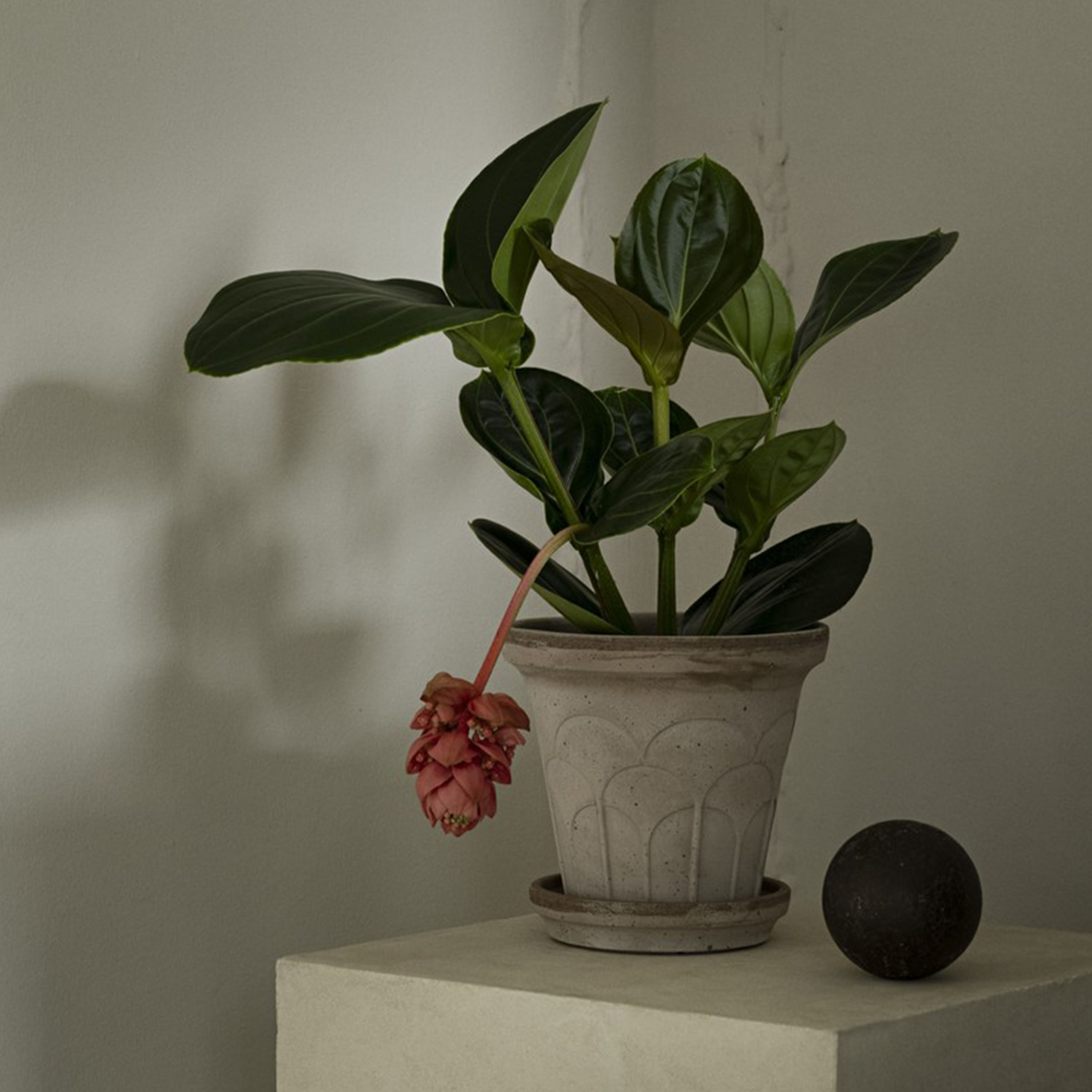 Bergs Potter Fleur Ruukku aluslautasella Raw Grey Ø20