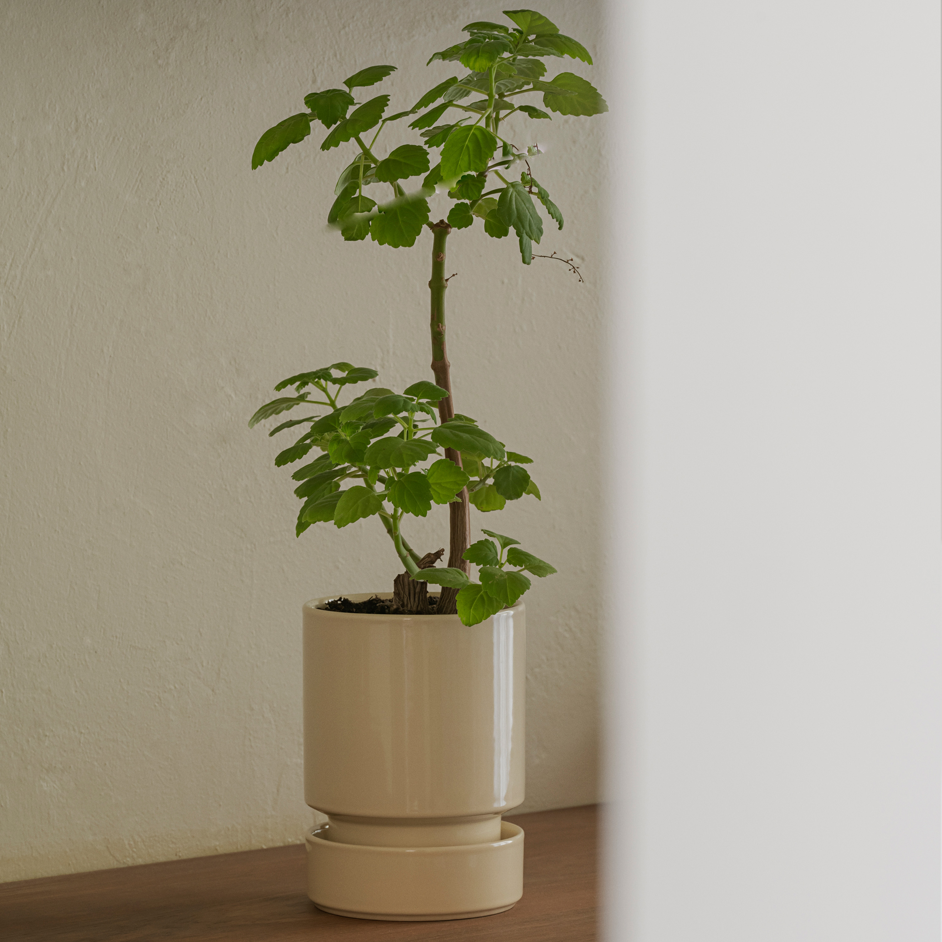 Bergs Potter Hoff Topf mit Untersetzer glasiert Sandstone Ø14