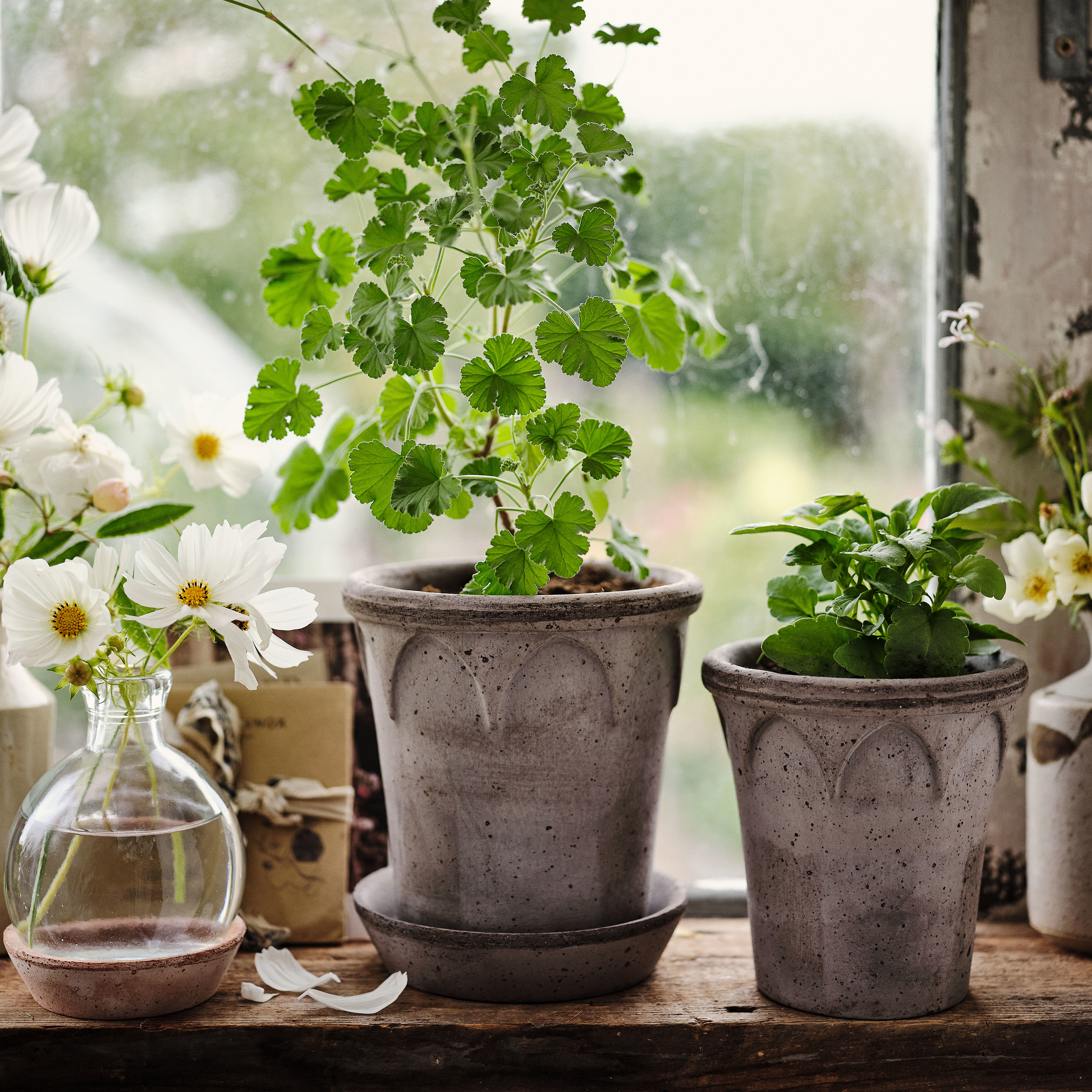 Bergs Potter Elizabeth-Topf mit Untertasse rohgraue Terrakotta Ø16
