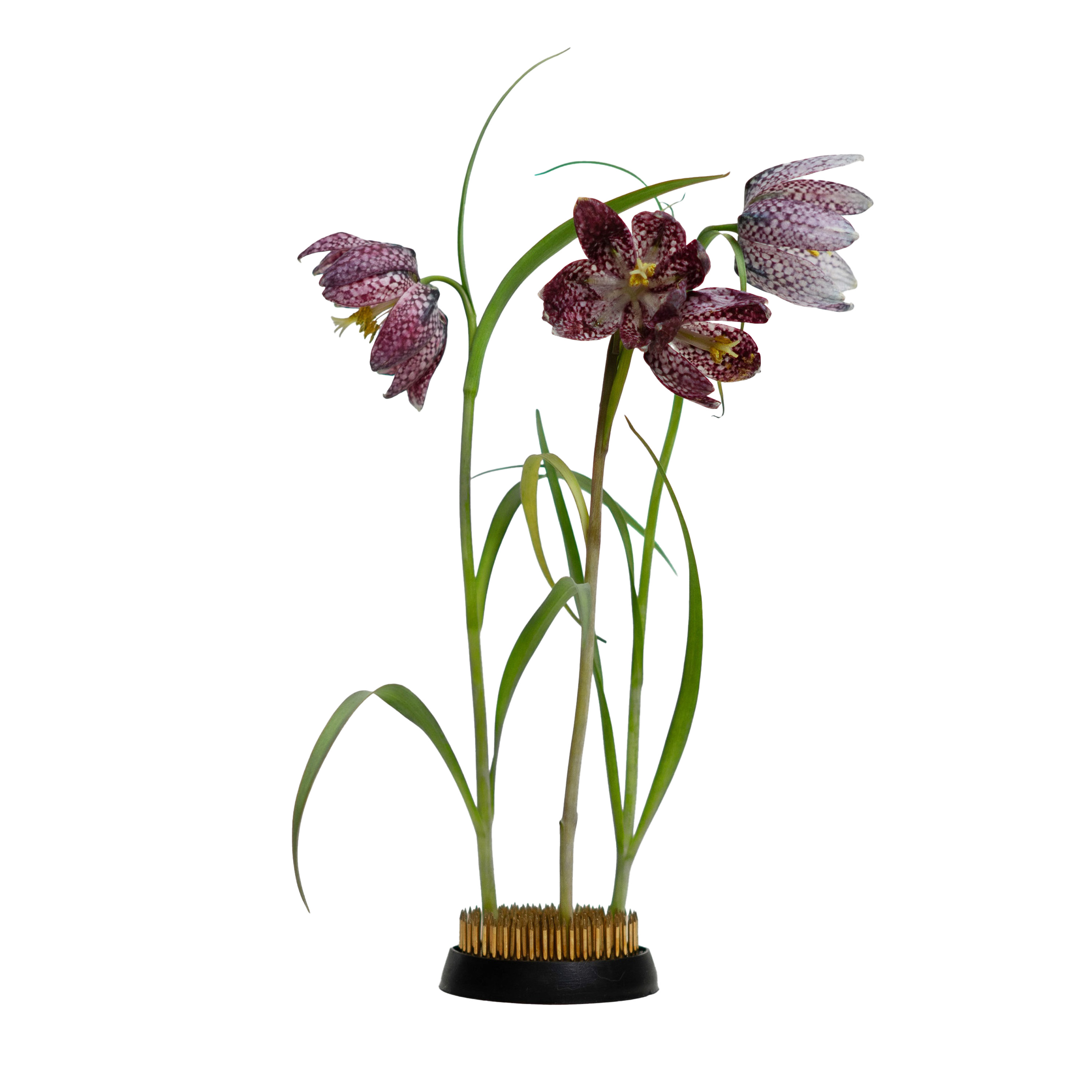 Kenzan Hanataba Grey 60mm