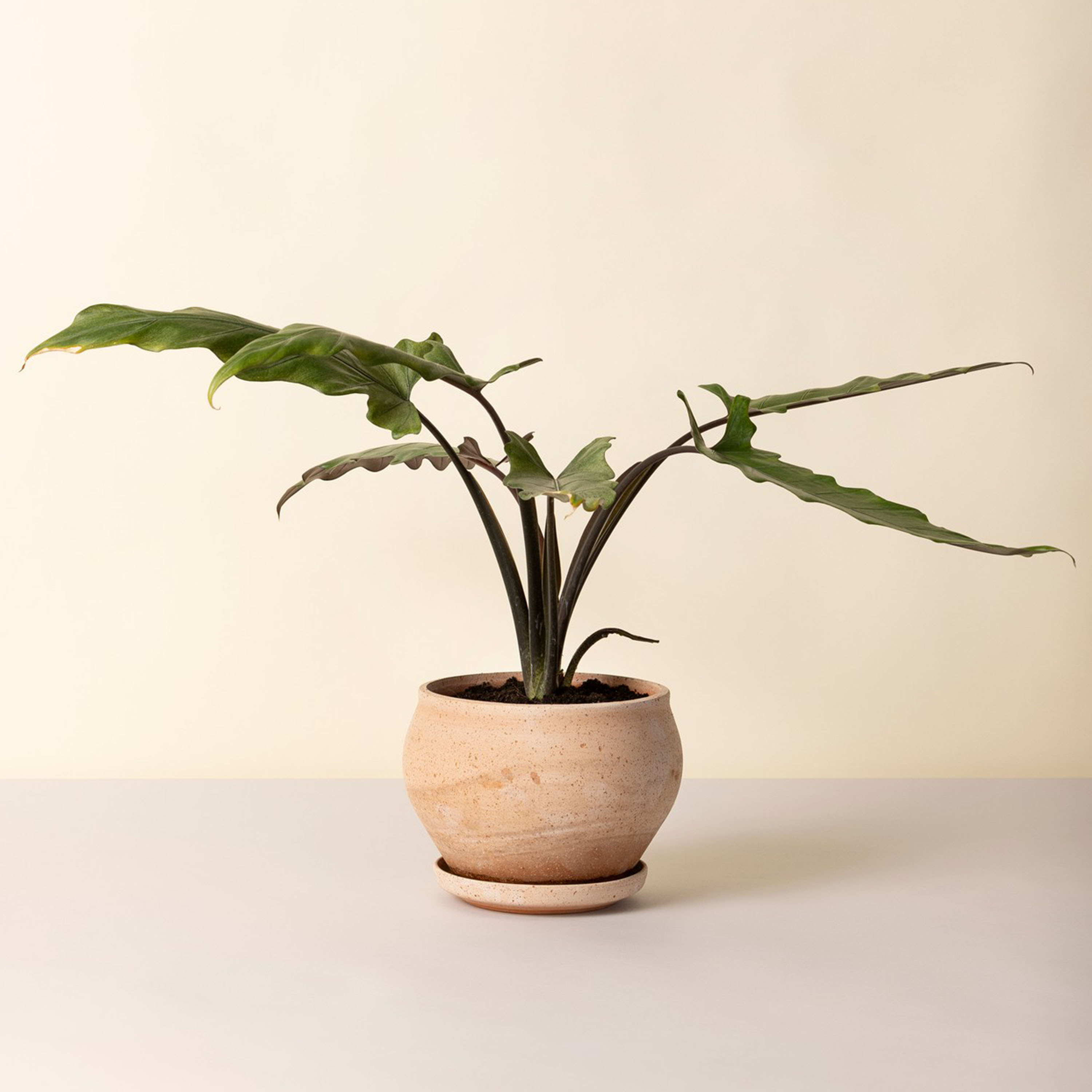 Bergs Potter Delphi Ruukku aluslautasella Raw Rosa Low Ø24