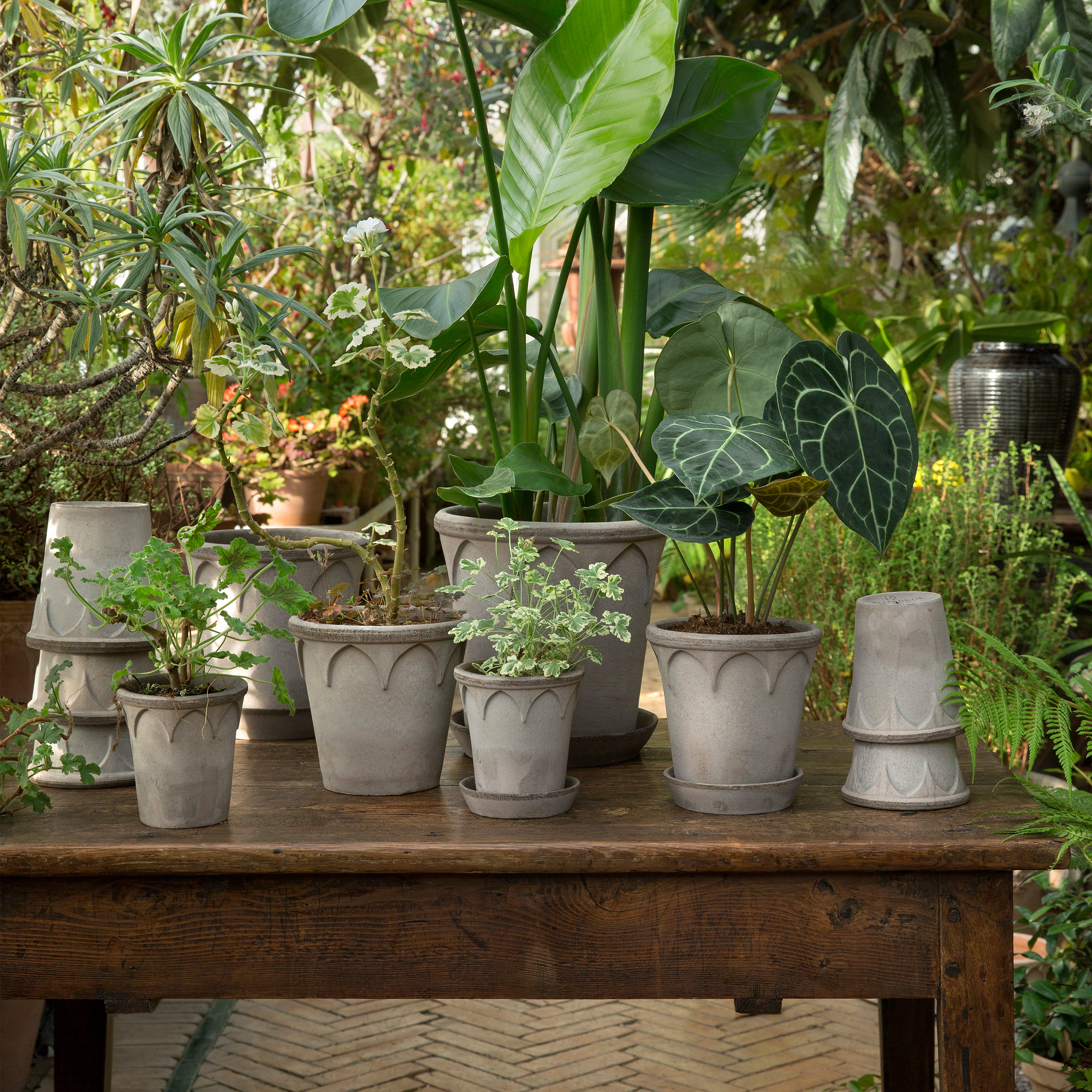 Bergs Potter Elizabeth-Topf mit Untertasse rohgraue Terrakotta Ø16