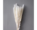 Pampas Dried Flowers White