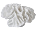 Coral Gills Dekoration White