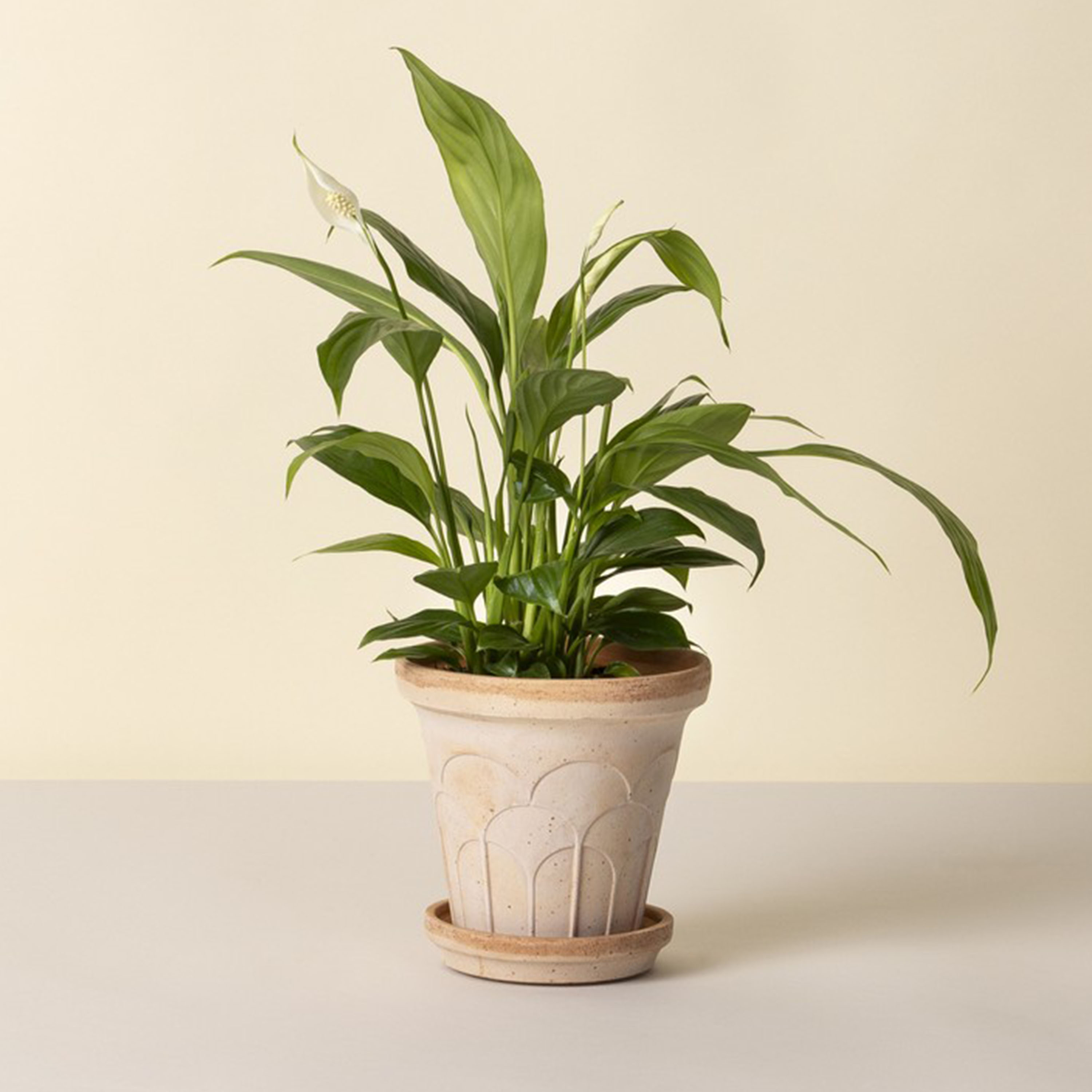 Bergs Potter Fleur Ruukku aluslautasella Raw Rosa Ø18