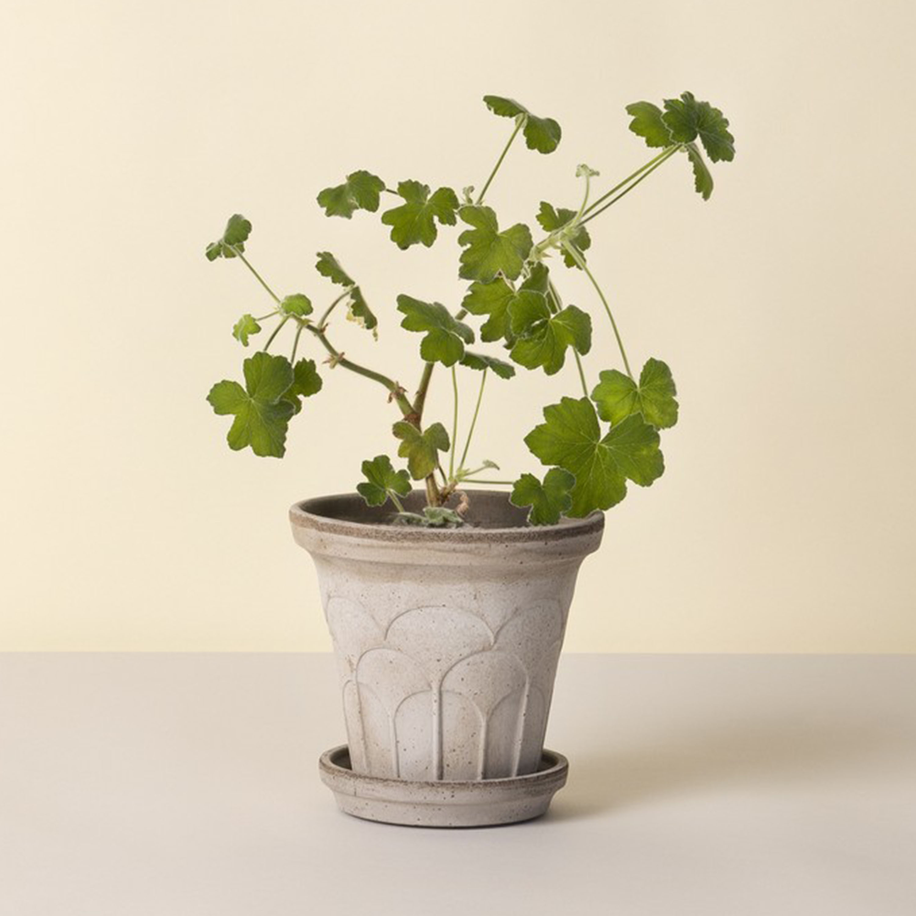 Bergs Potter Fleur Ruukku aluslautasella Raw Grey Ø18