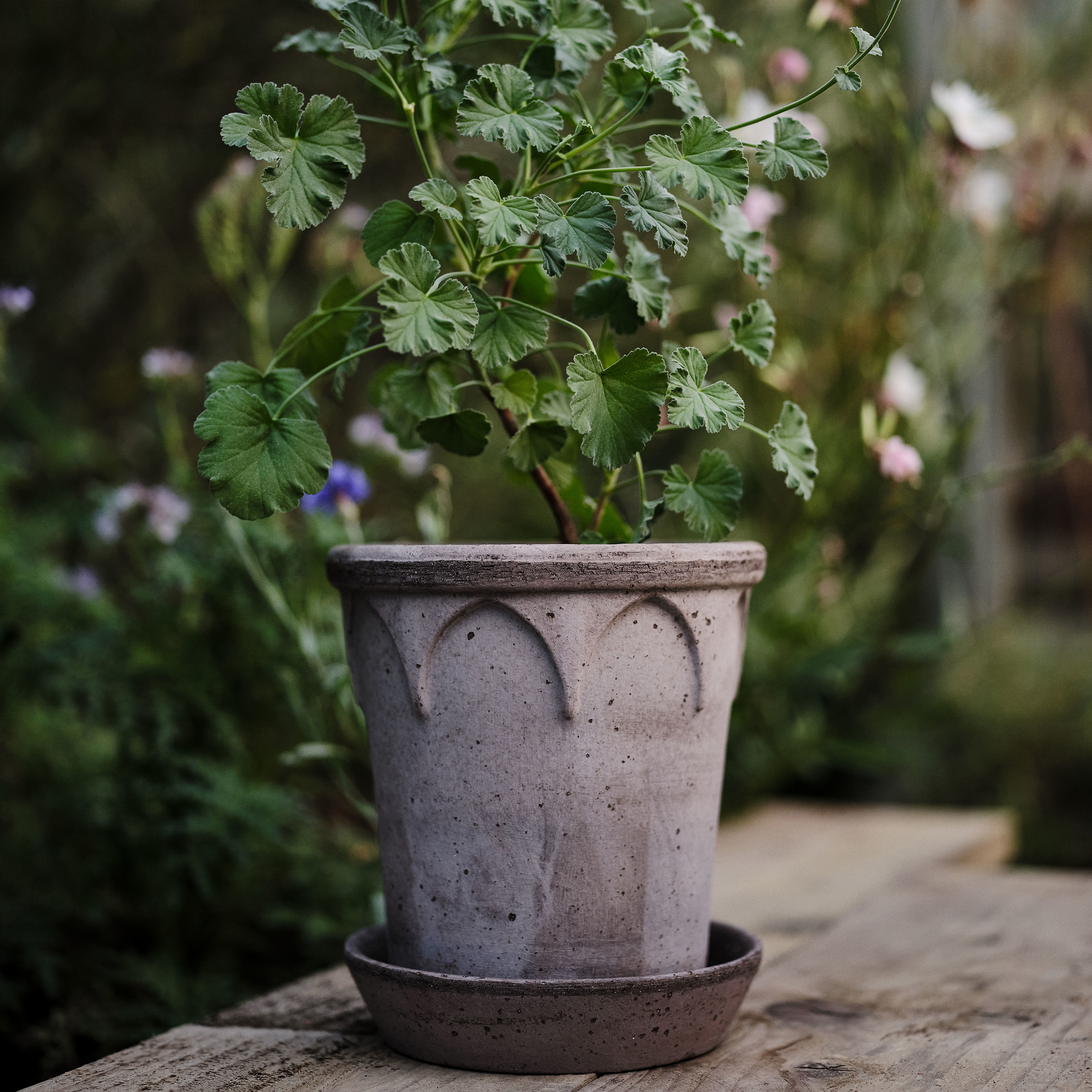 Bergs Potter Elizabeth Topf mit Untersetzer Raw Grey Terrakotta Ø21