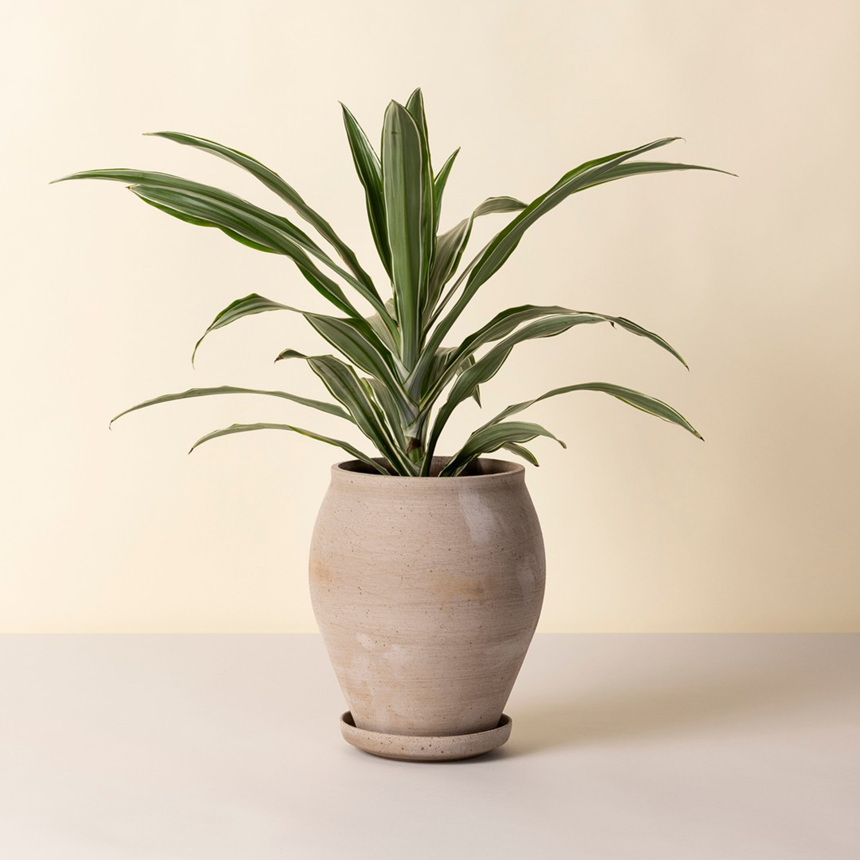 Bergs Potter Delphi Ruukku aluslautasella Raw Grey Ø22