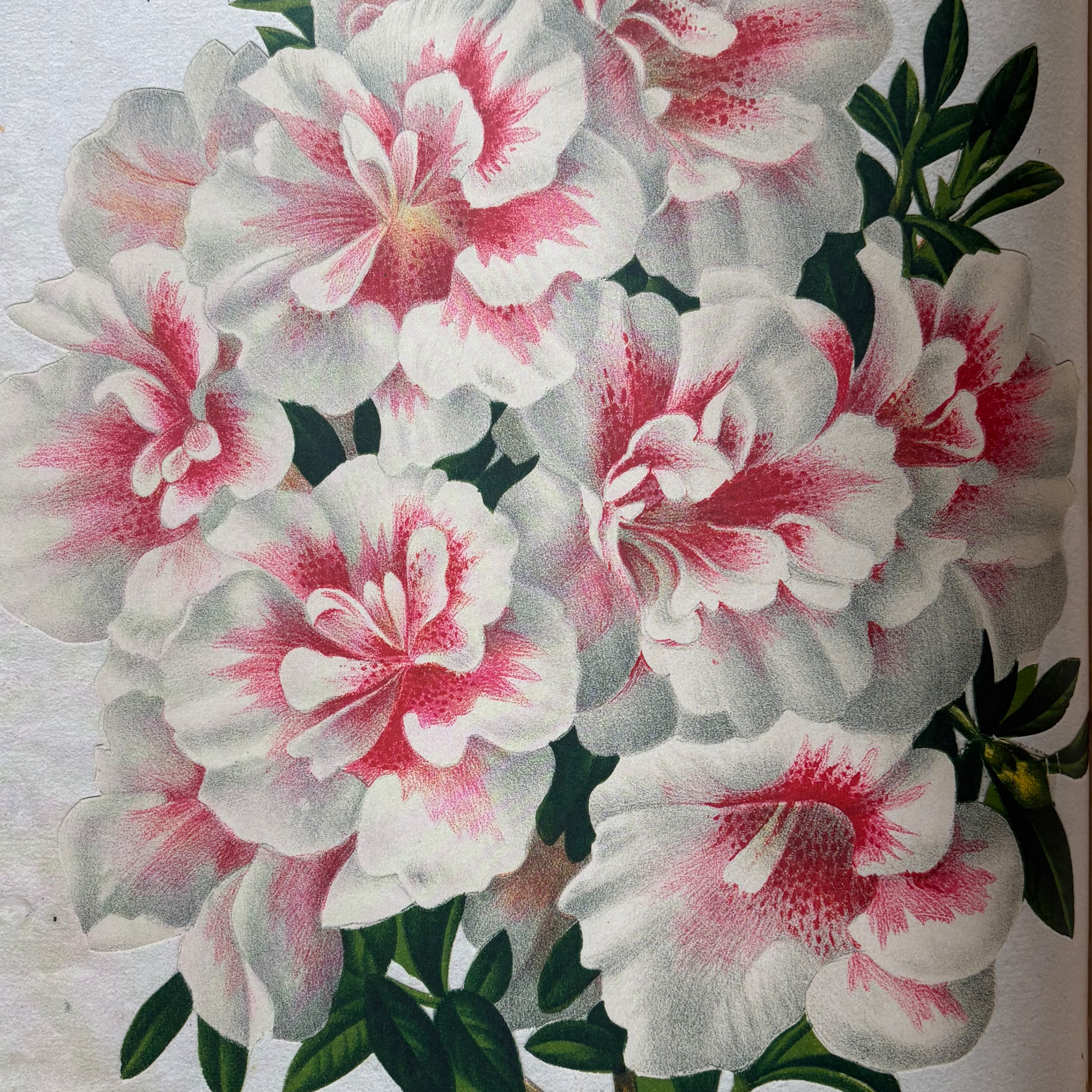 New Mags John Derian Picture Book Bok