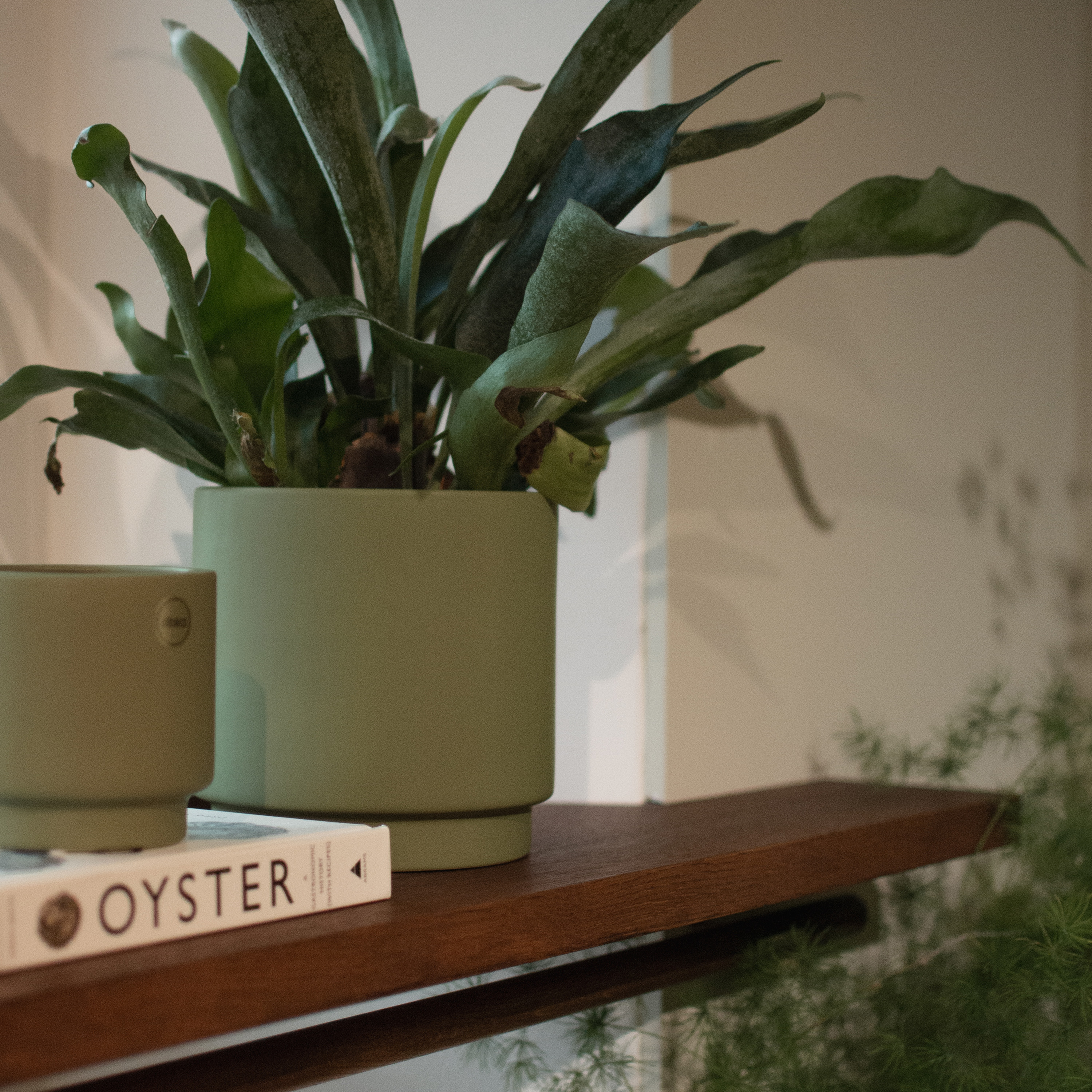 DBKD Solid Kruka Green Medium