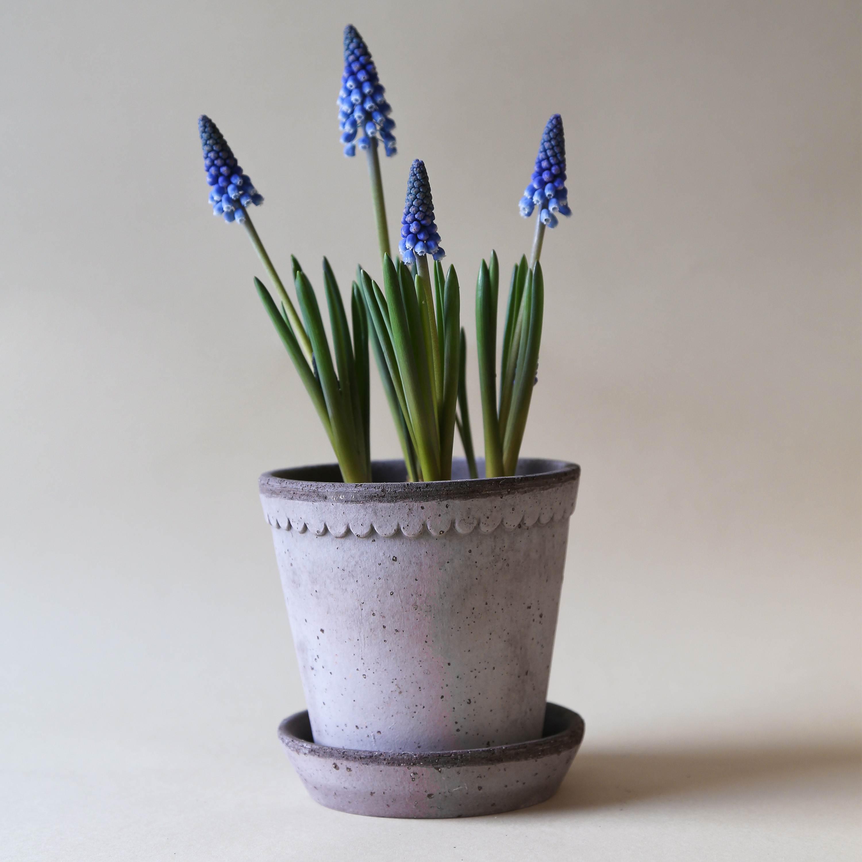 Bergs Potter Helena-Topf mit Untertasse, rohgraue Terrakotta, Ø18