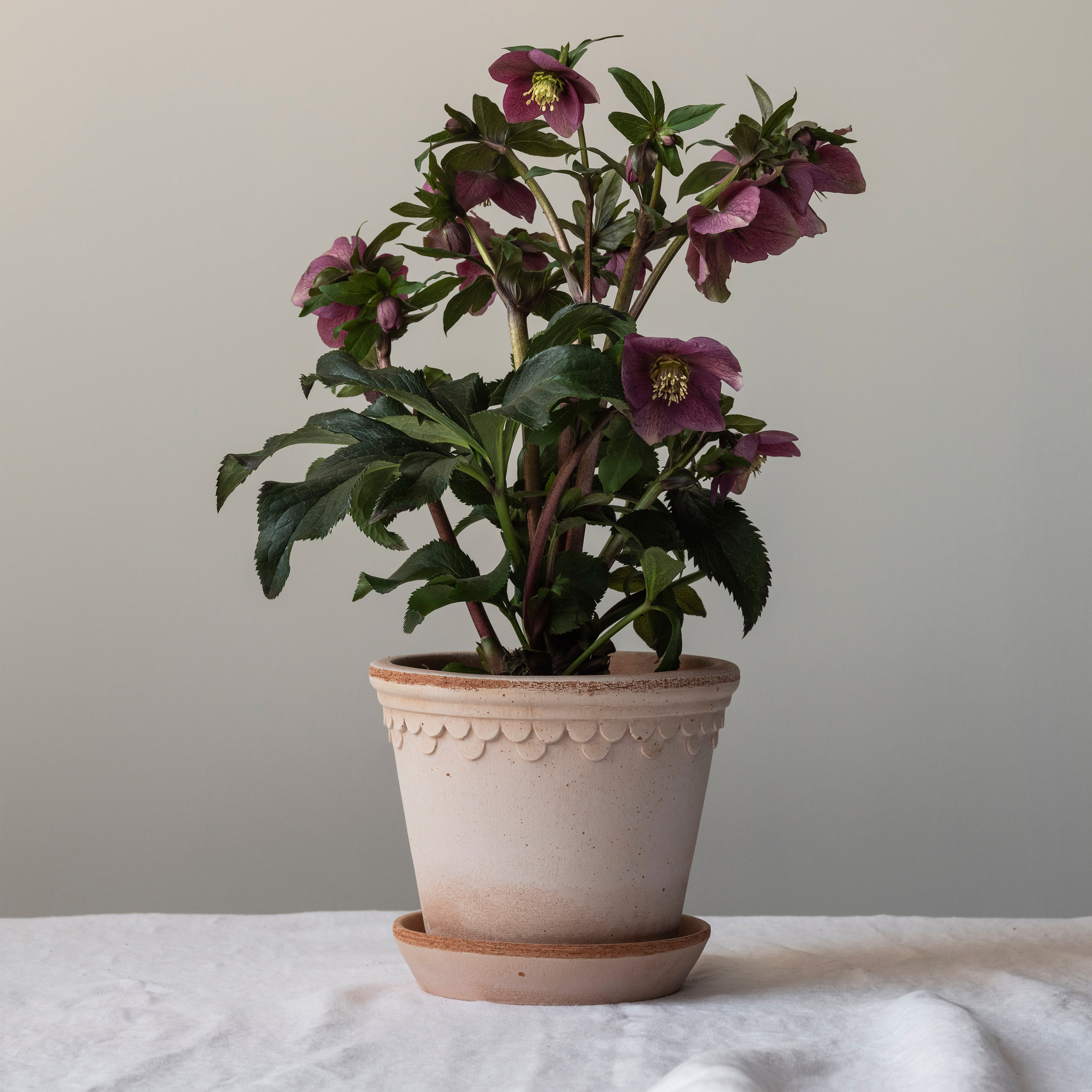 Bergs Potter Københavner Topf mit Untersetzer Raw Rosa Terrakotta Ø30