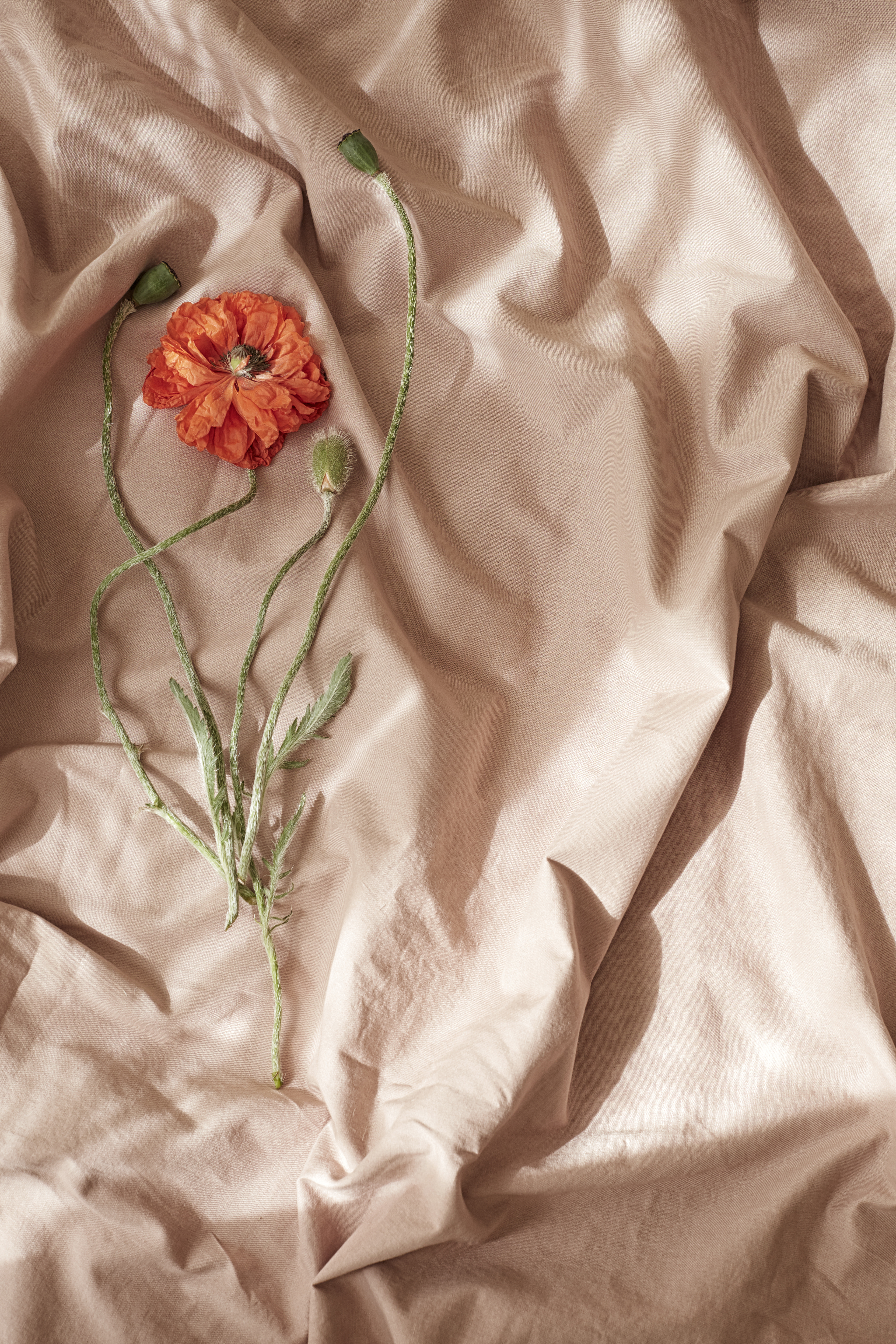 Midnatt Pussilakana Wilted 150x200