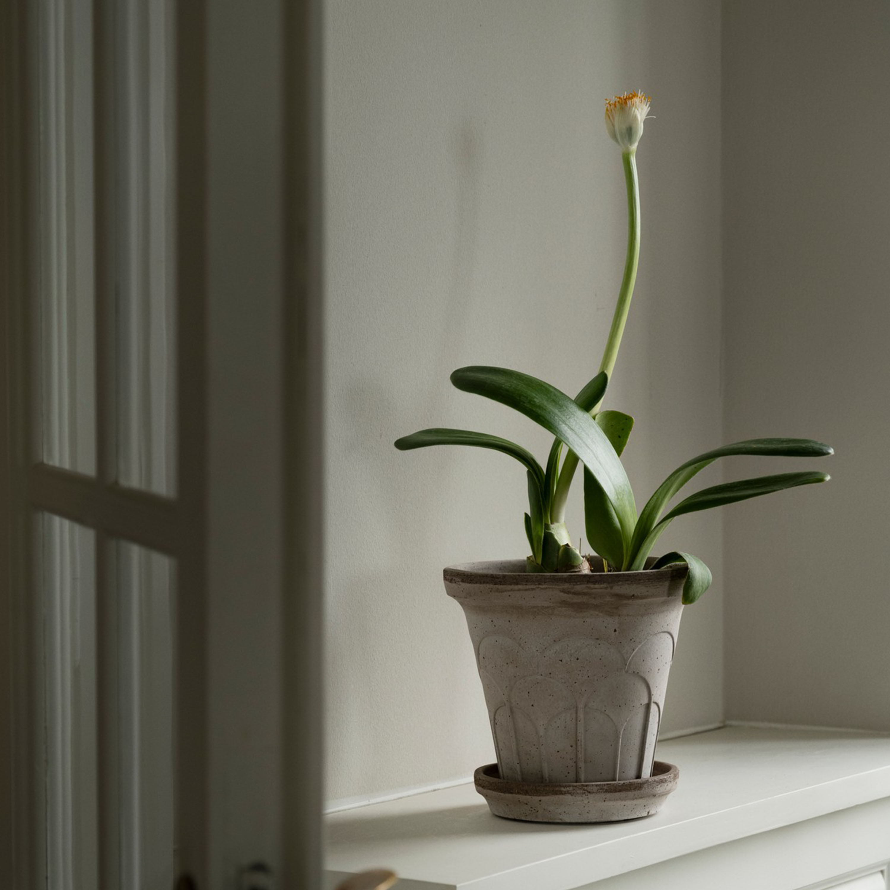 Bergs Potter Fleur Ruukku aluslautasella Raw Grey Ø20