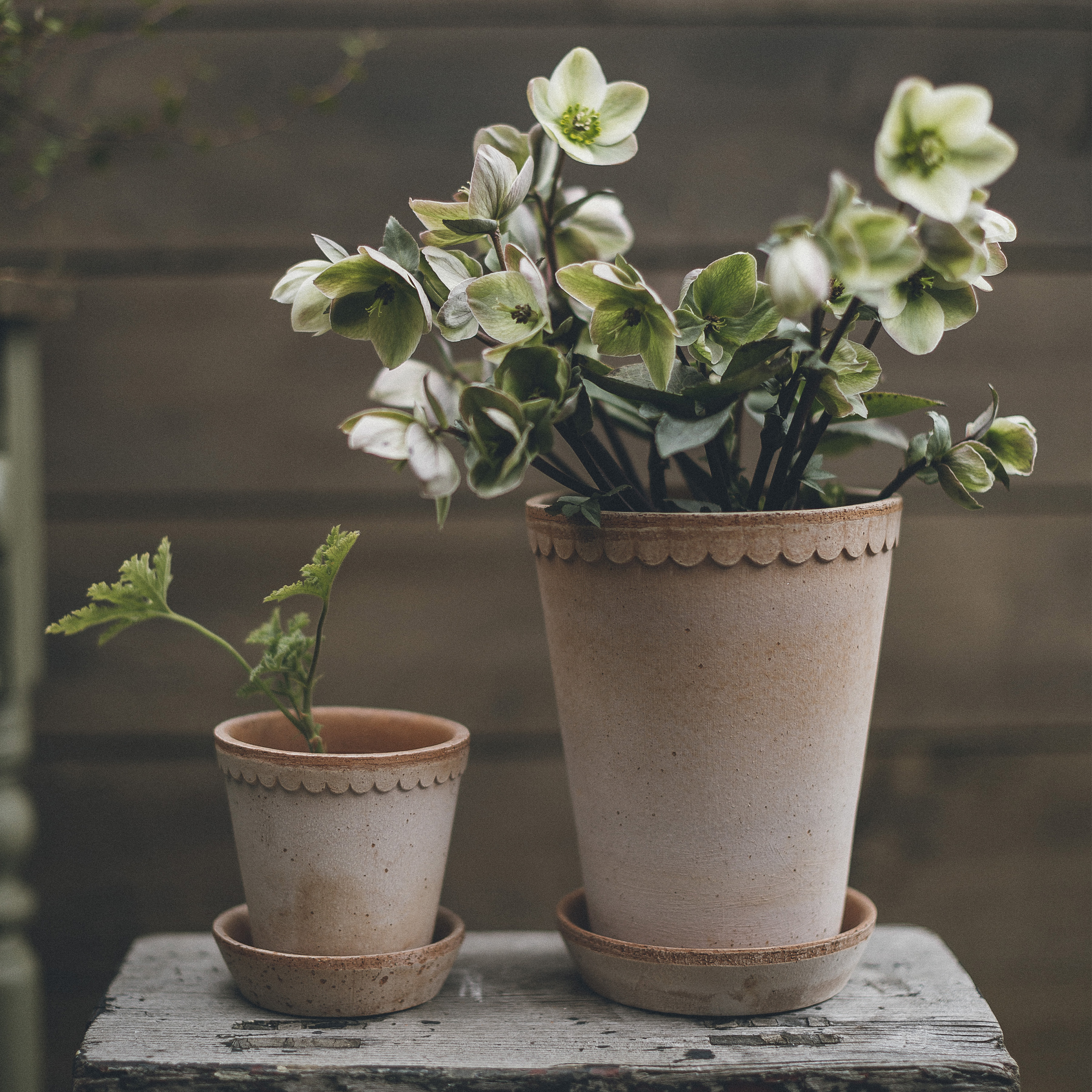 Bergs Potter Københavner Tall Topf mit Untersetzer Raw Rosa Terrakotta Ø18